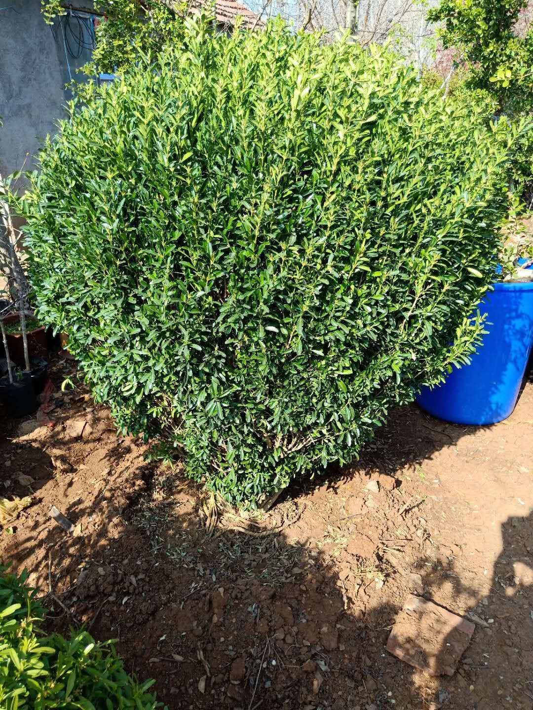雀舌黄杨球,北方多年种植,移栽成活高
