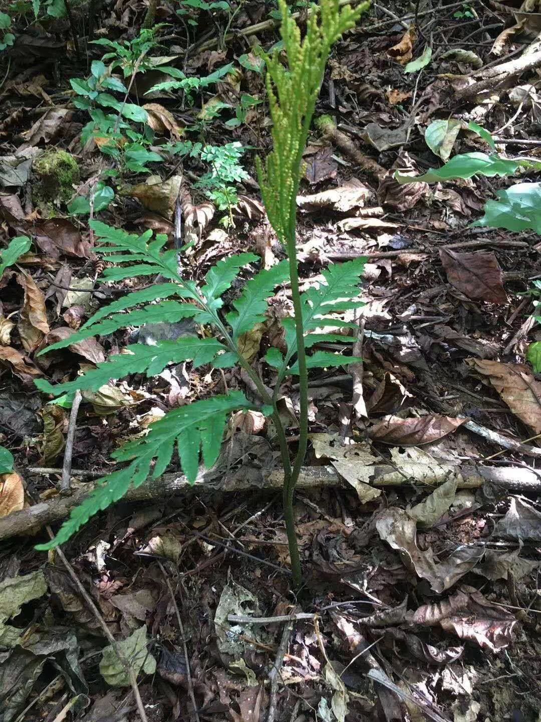 供应大厅  中药材  一朵云叶 收藏 分享