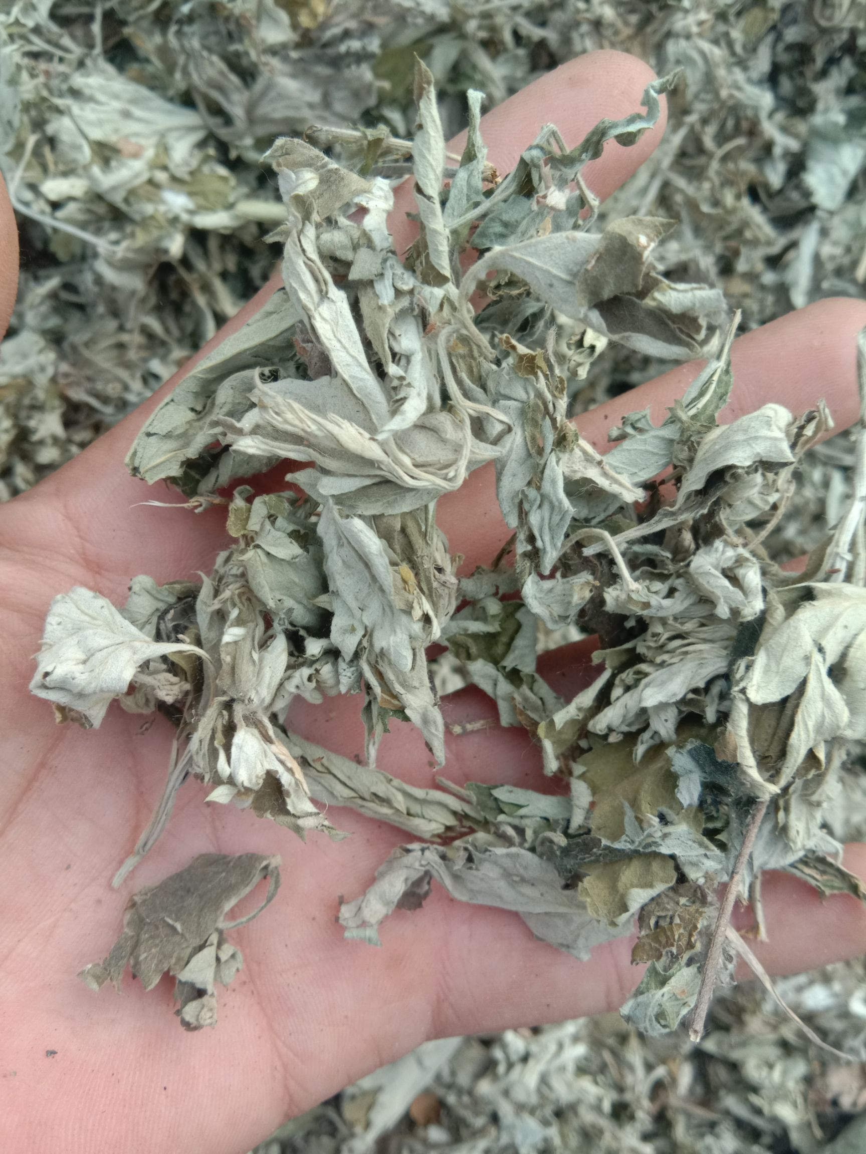 [艾草批发] 艾叶价格10元/公斤 - 惠农网