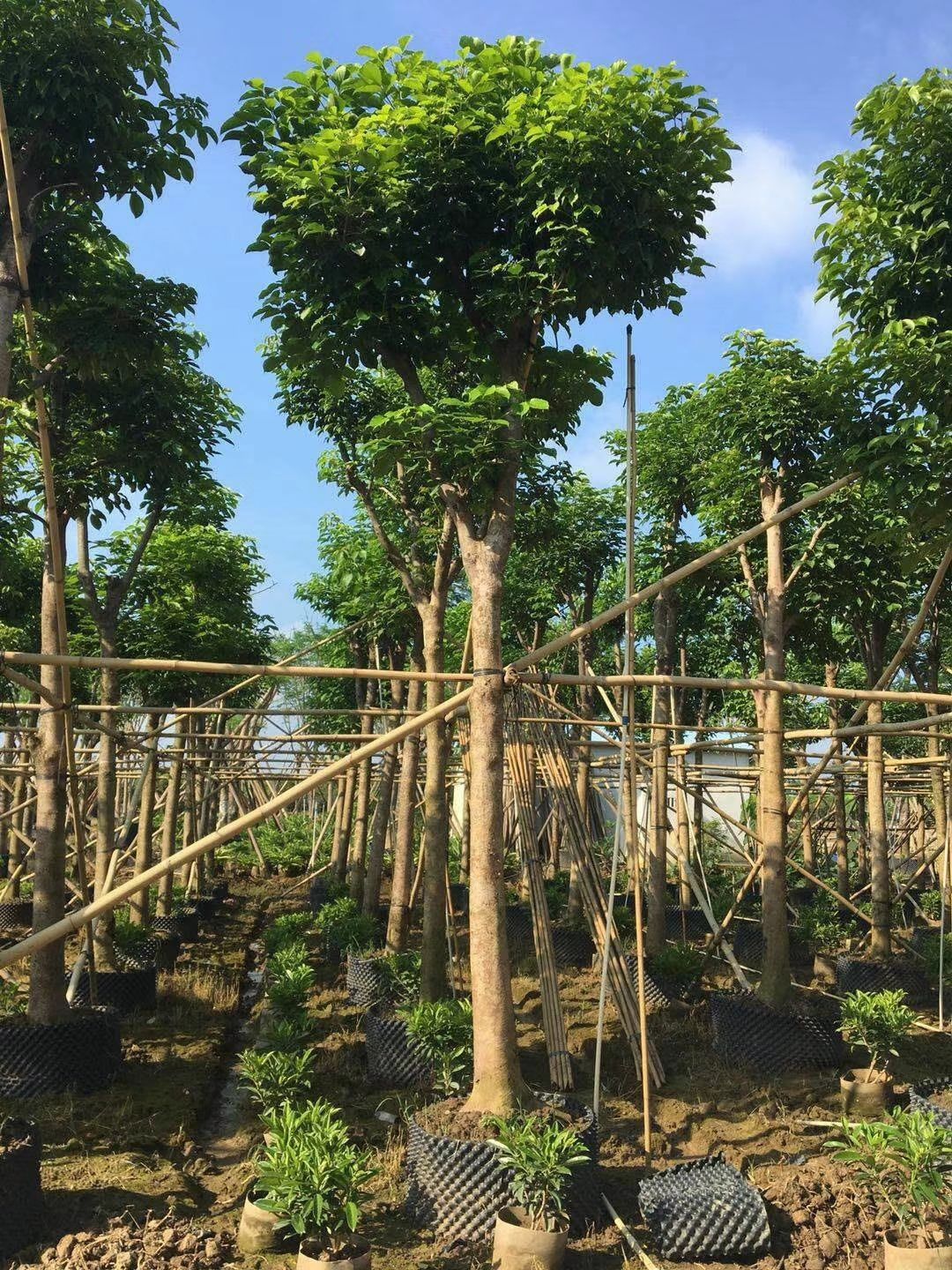 秋枫(重阳木)米径:15-20公分袋苗假植苗