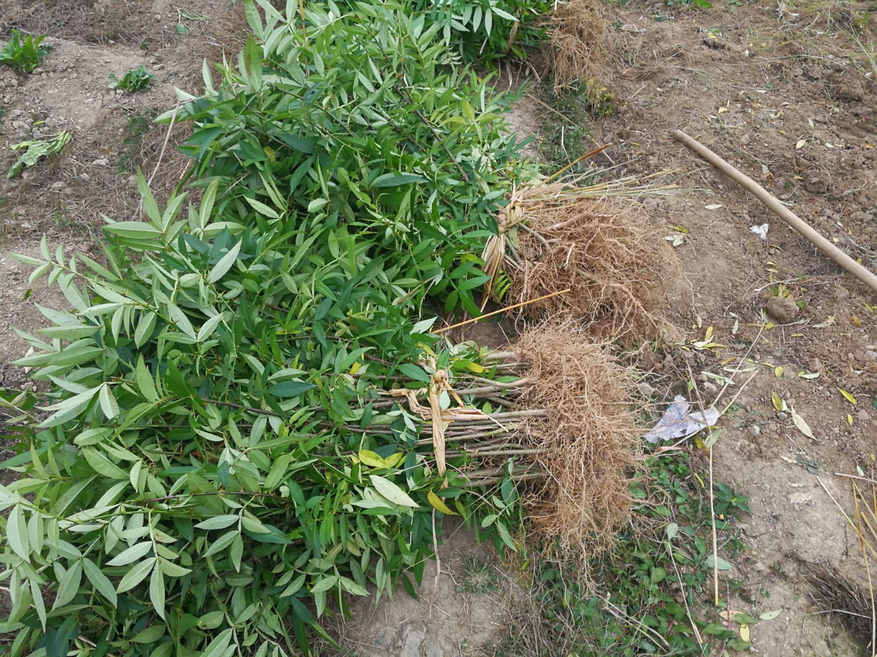 正宗重庆九叶青花椒苗