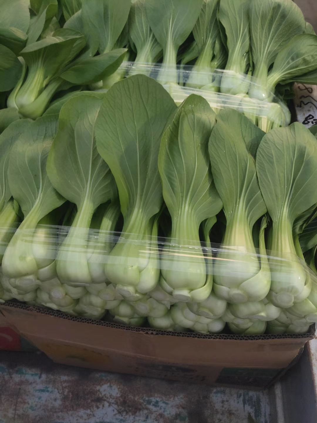 上海青小油菜