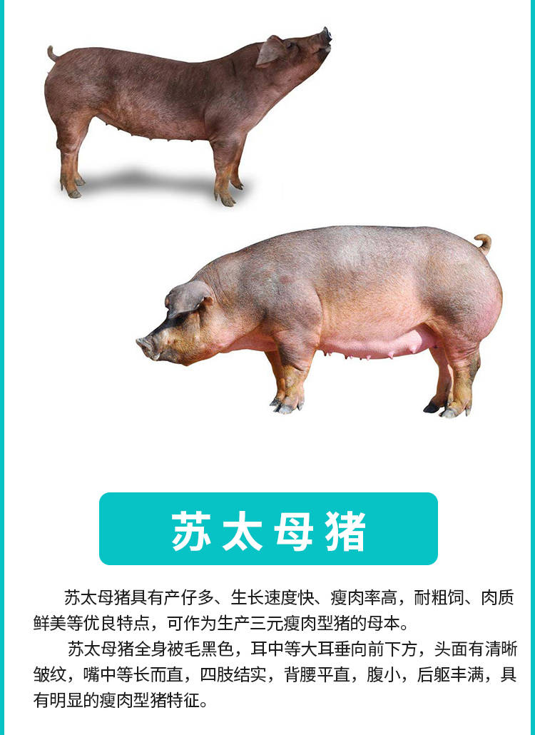 苏太母猪猪苗原种!包健康!包成活!包邮!