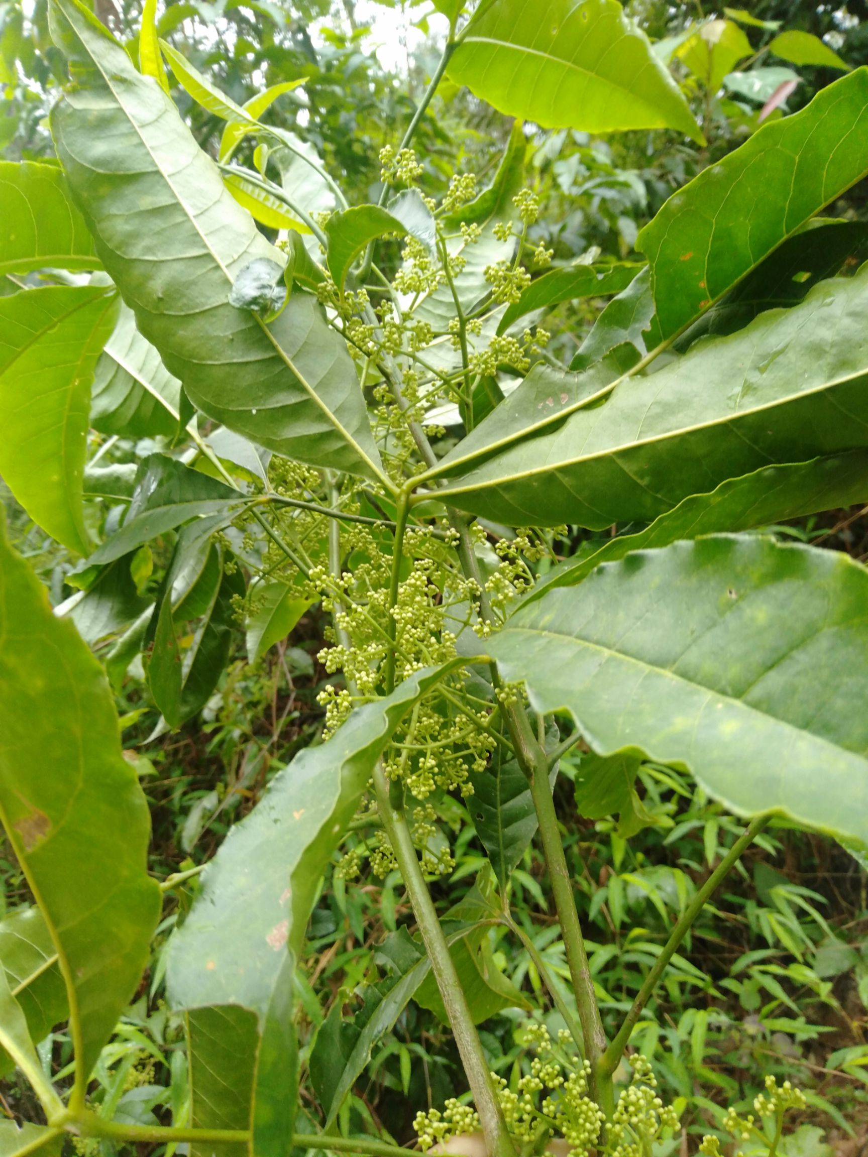 自然生长的三丫苦木凉茶必备