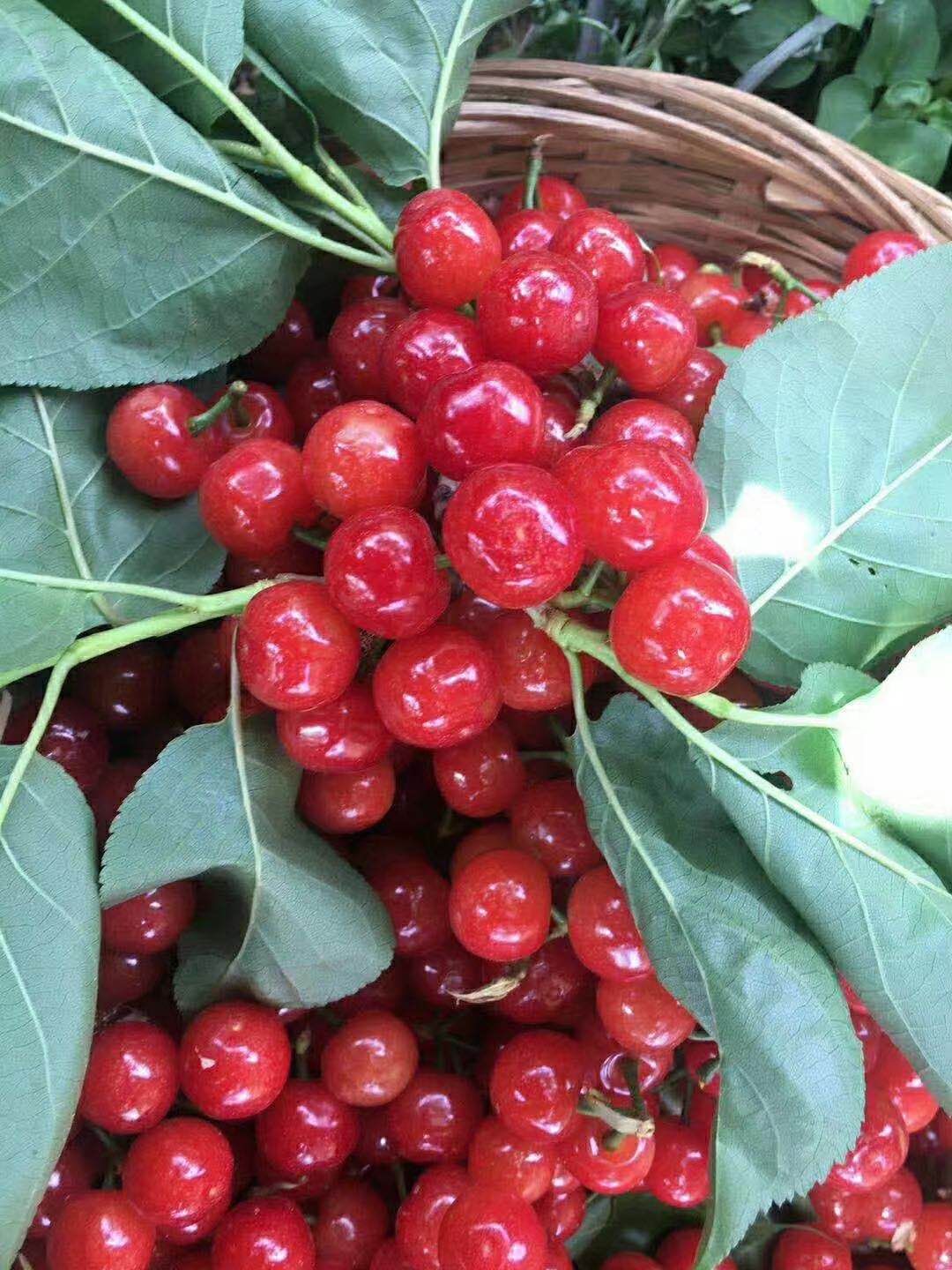 小樱桃