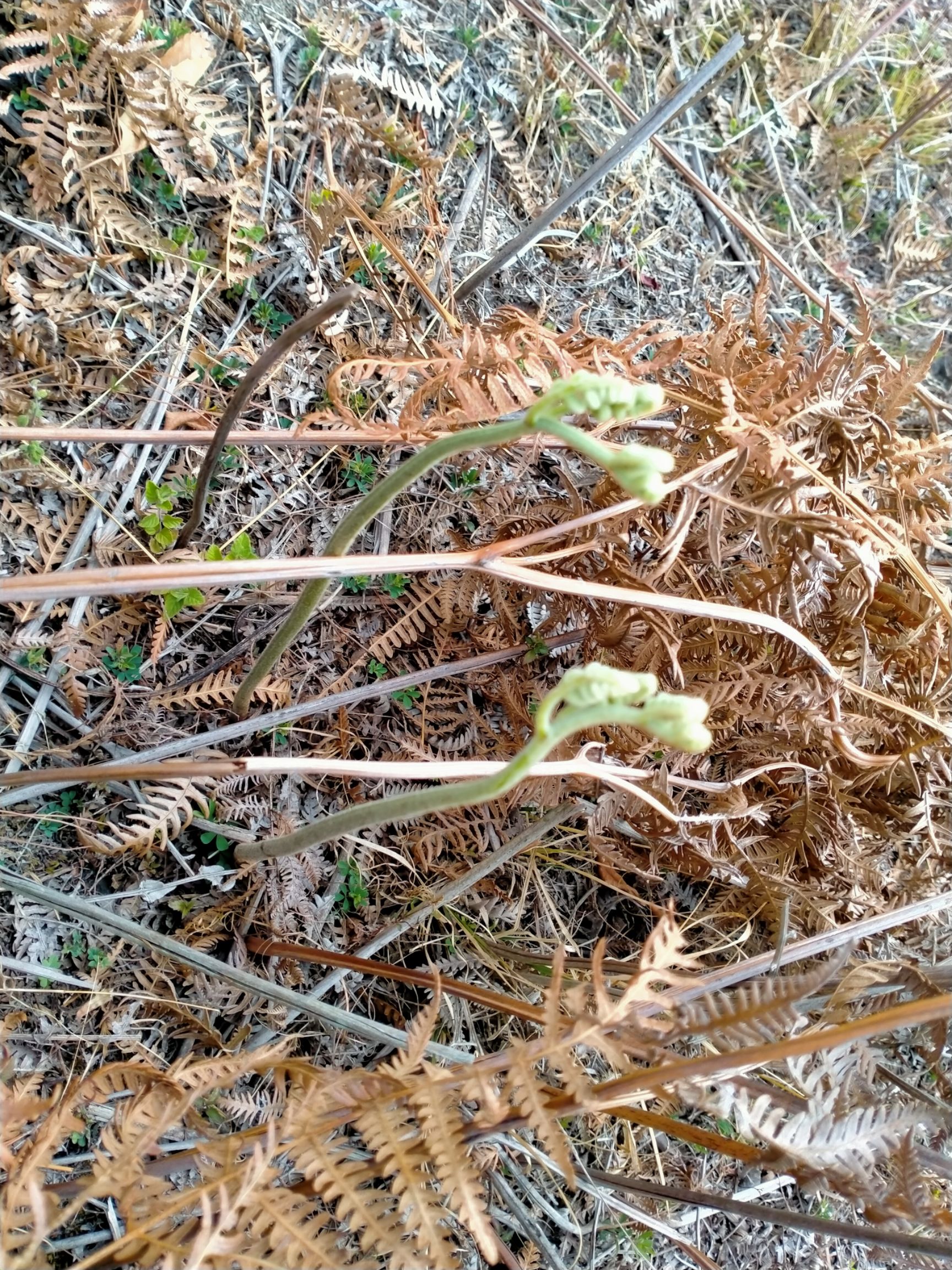 [高山蕨菜批发] 存山蕨菜价格1.5元/斤 - 惠农网