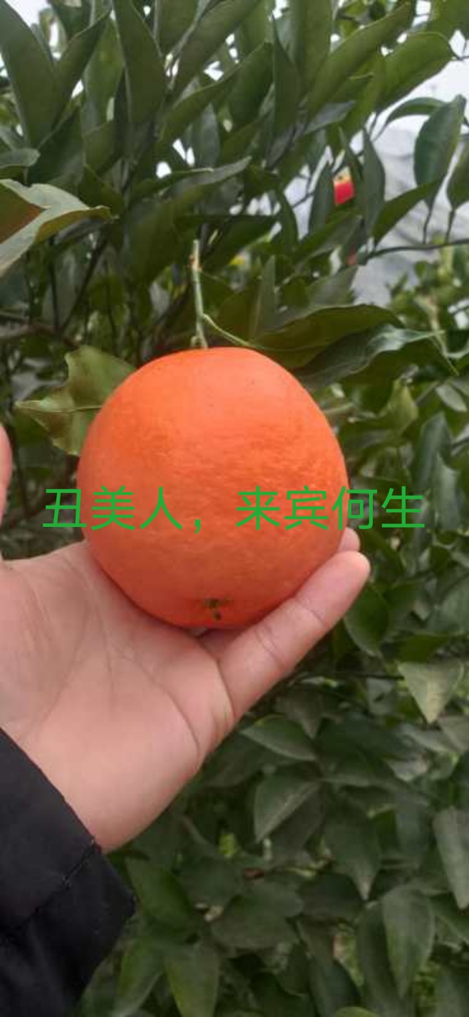 丑美人柑橘苗或枝条