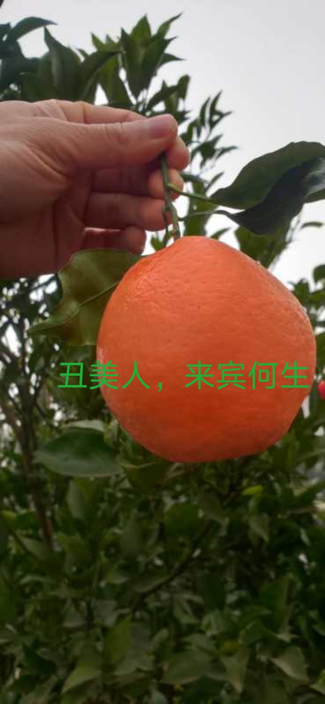 [红桔苗批发]福桔苗 丑美人柑橘苗或枝条价格300元/株