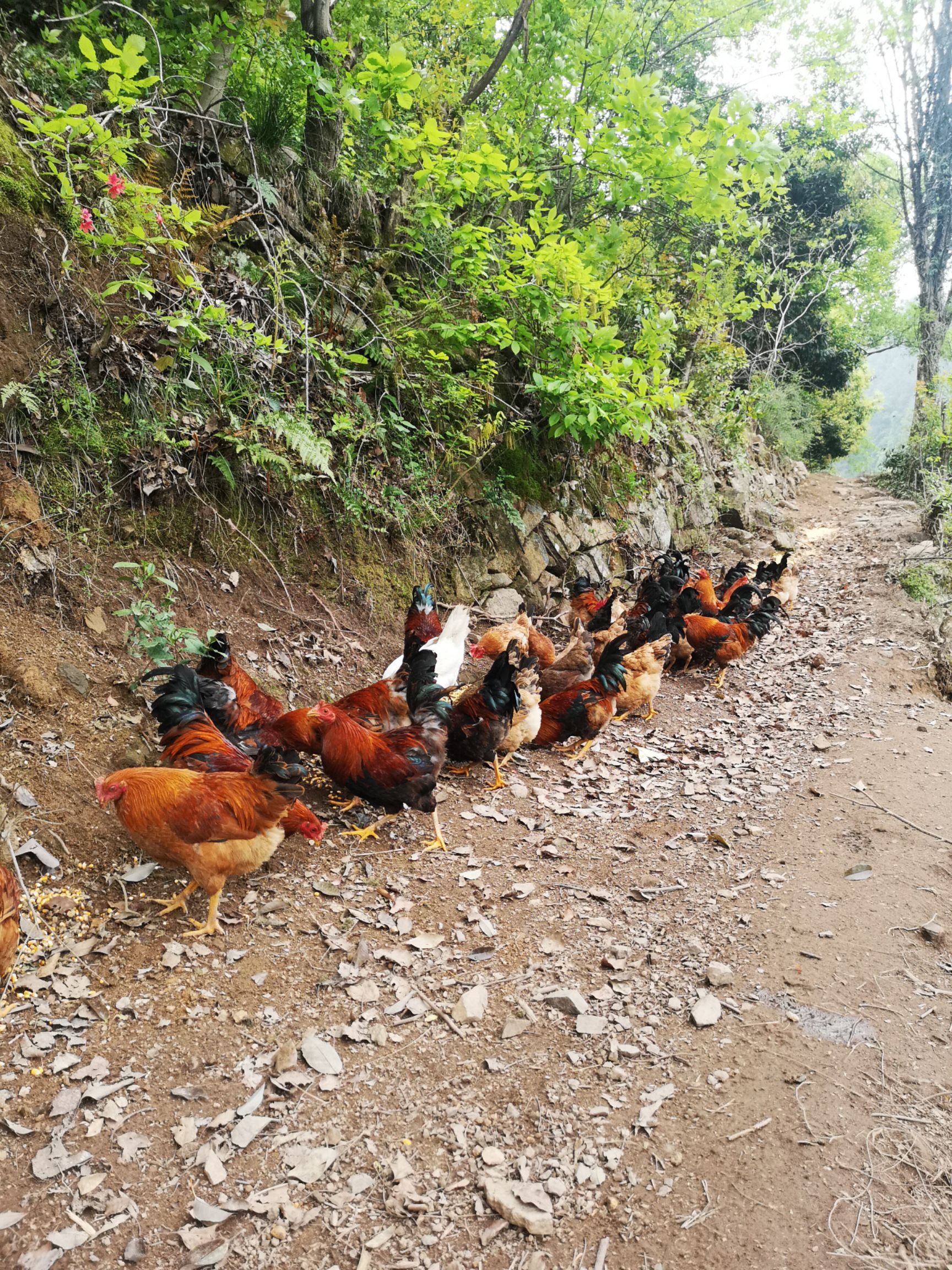 散养杂粮土鸡