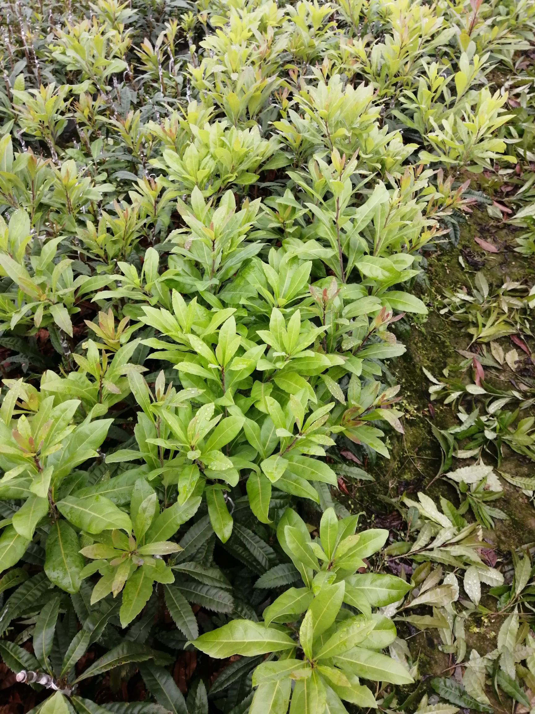 杨梅树苗