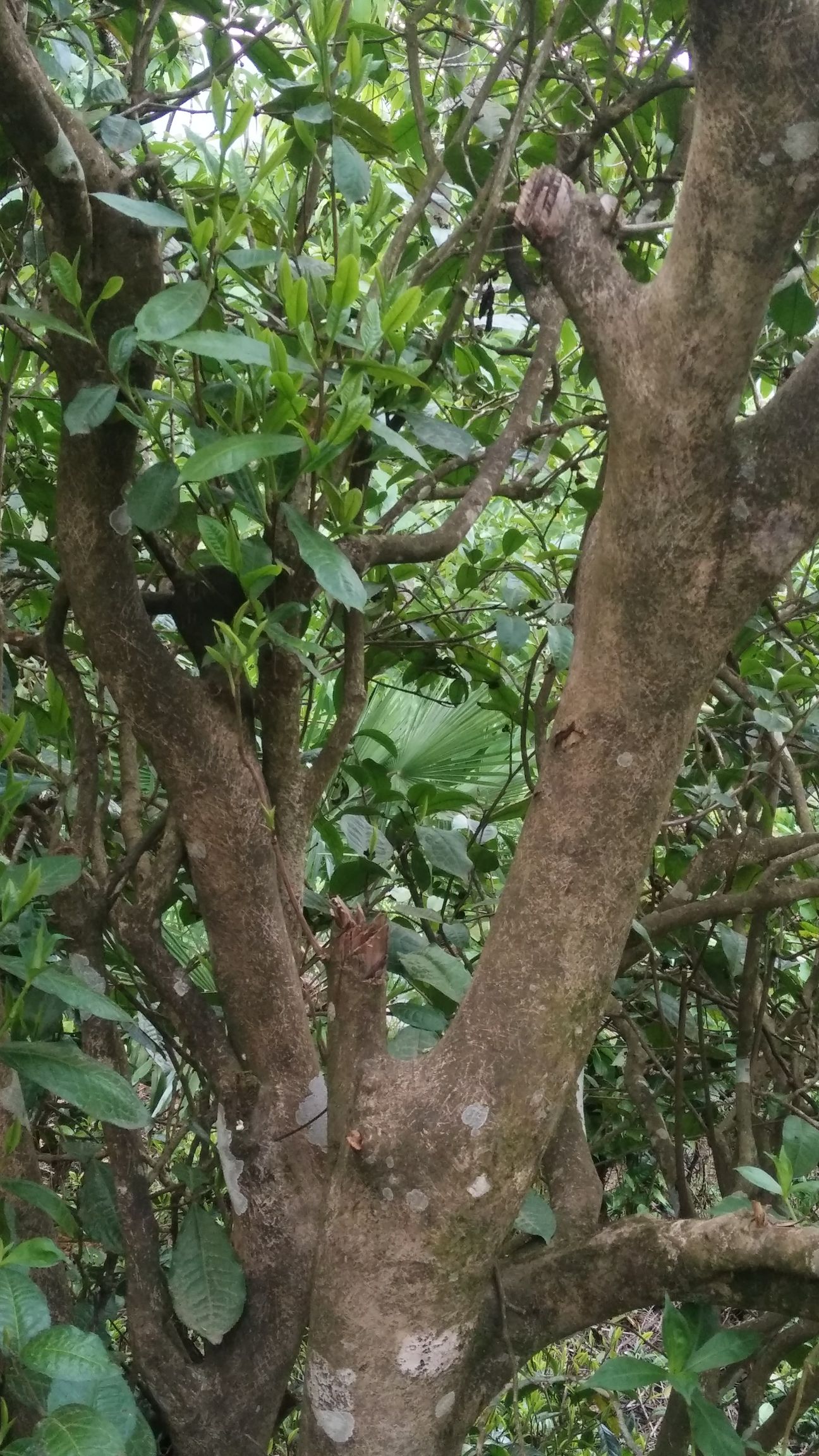 大佛龙井茶 哀牢山古树茶