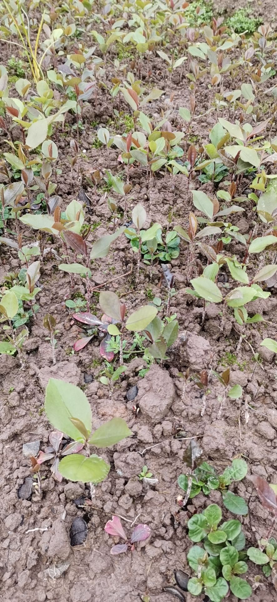 油茶苗 油茶芽苗 越南油茶芽接苗砧木 岑软油茶系列实生苗