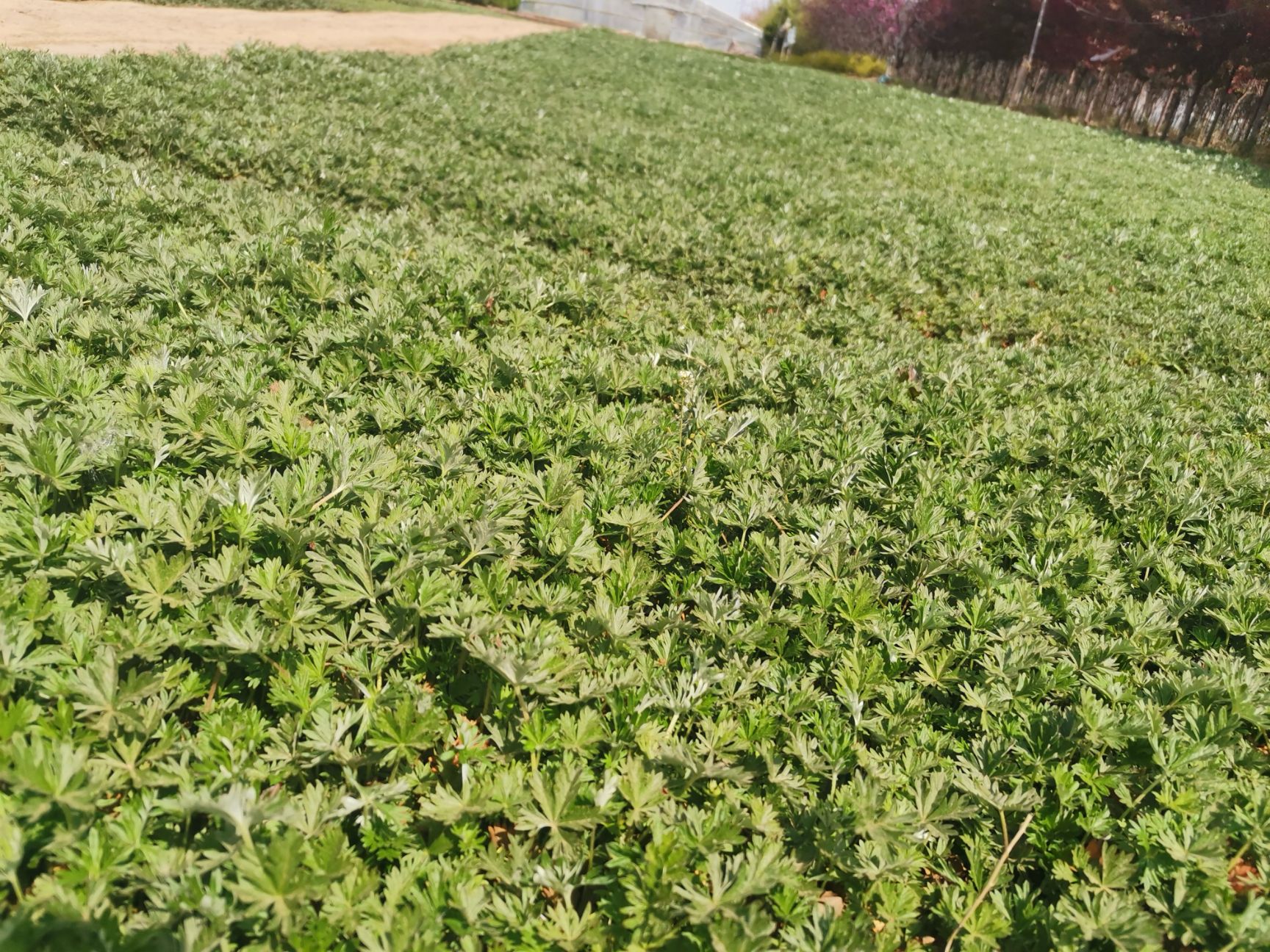 其它苗木 五叶委陵菜 委陵菜 地被植物 草花