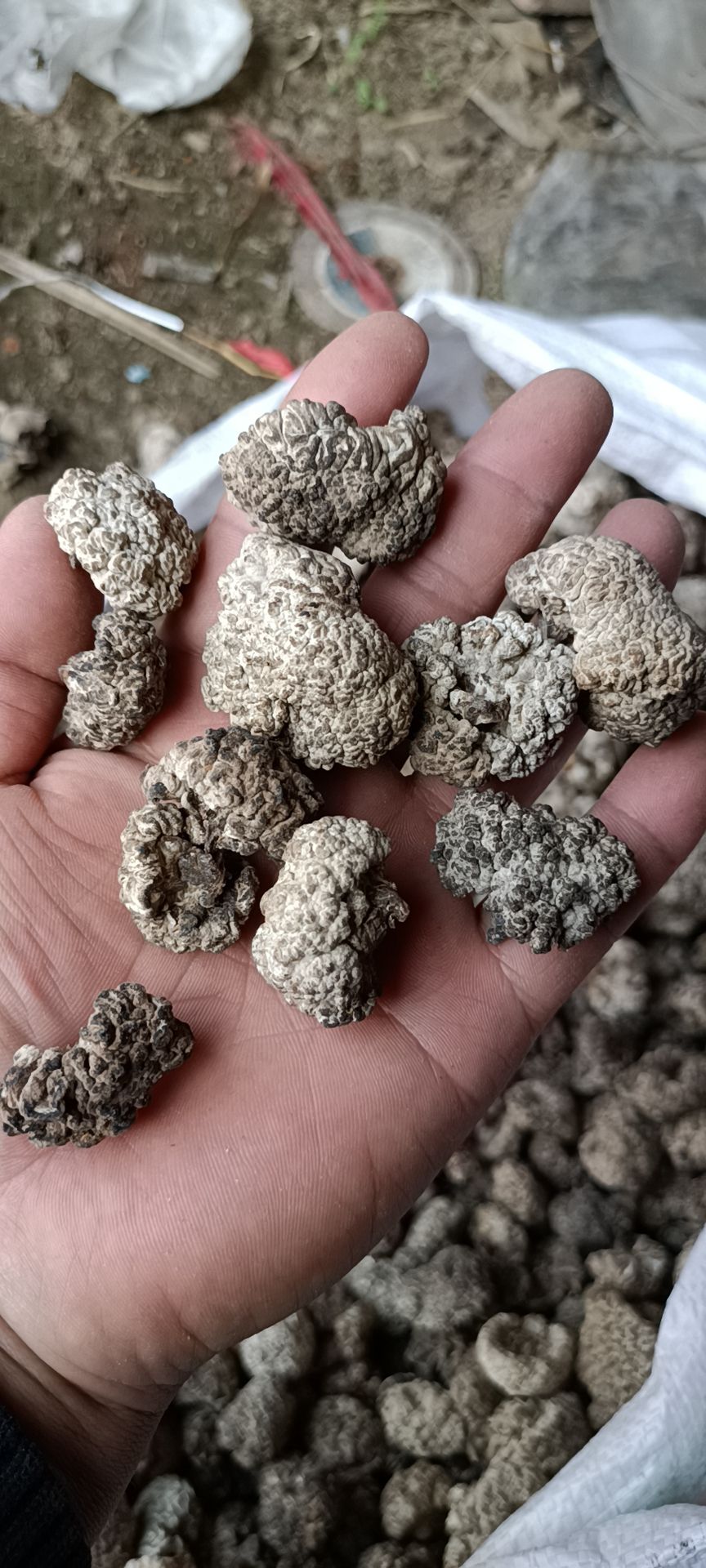 [猴脑菌批发]猴头菇 猴脑菇猴脑菇片猴脑菇菌价格1元/斤 - 惠农网