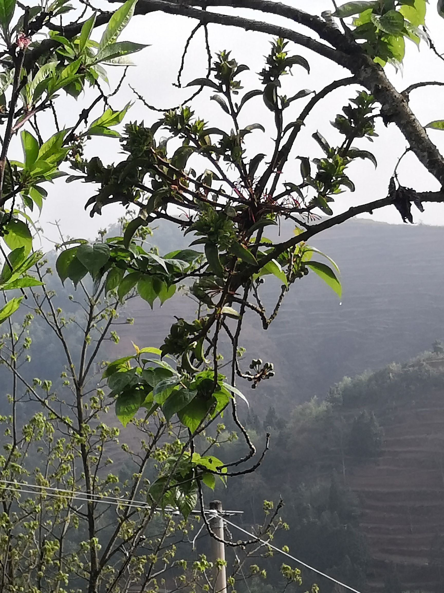 贵州樱桃树梨树天然的柳树寄生中药名桑寄生科植物柳叶钝果