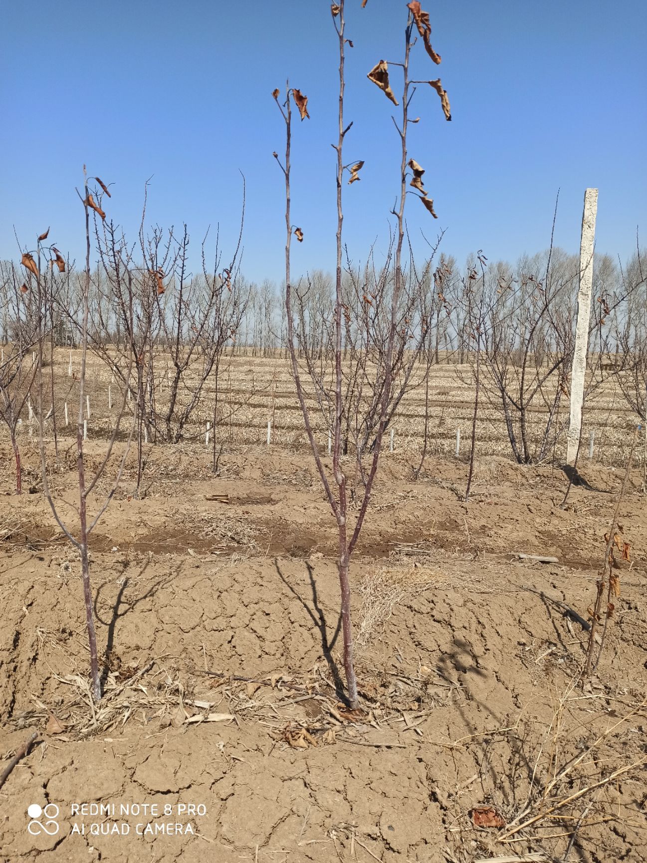 龙丰苹果苗 大量出售2年生龙丰果,鸡心果树苗