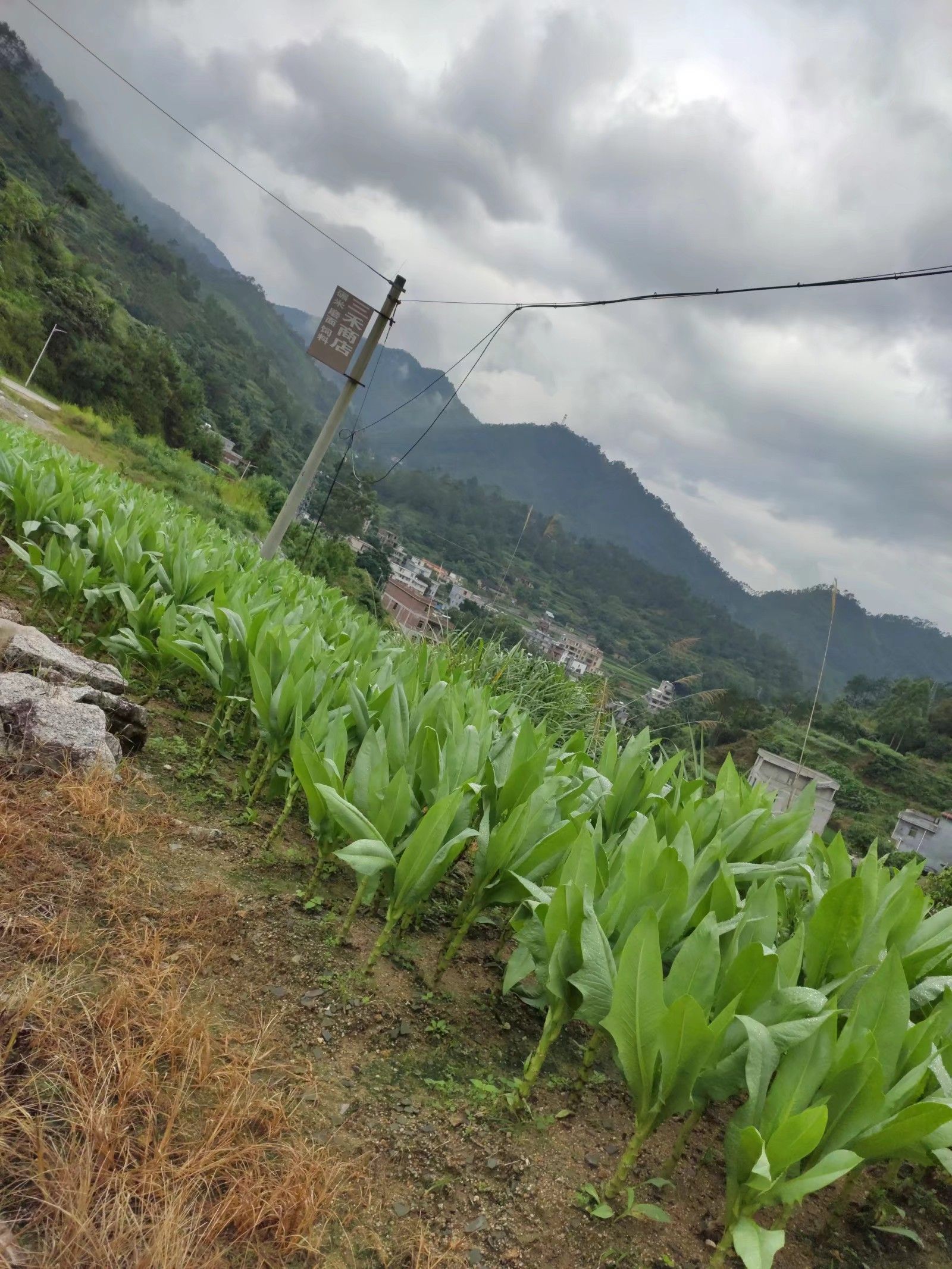 青香油麦菜 甜麦菜种植基地茂名农村山区山村农民种植粤西