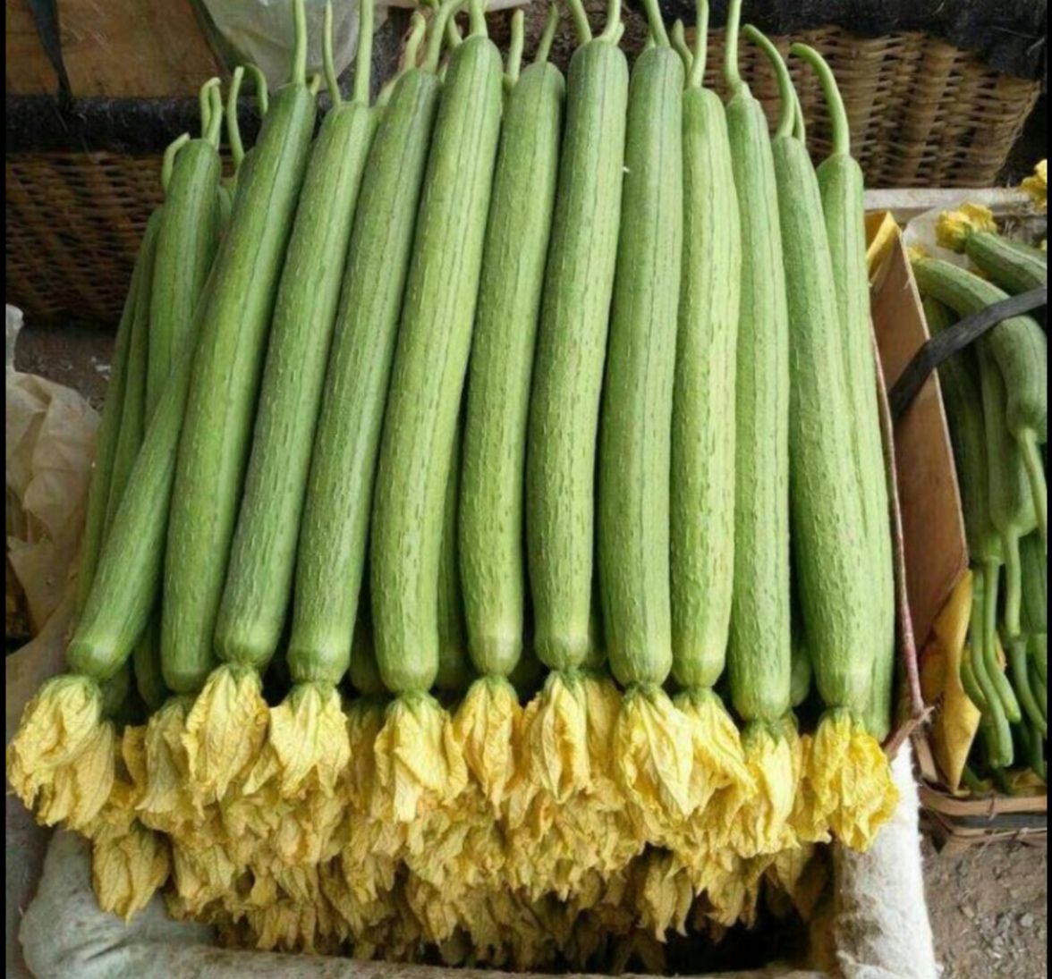 自己种植鲜花丝瓜