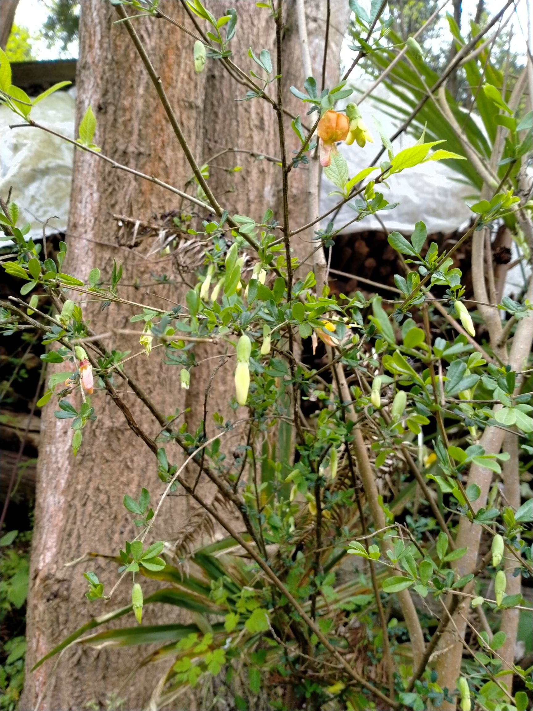 *生山药 阳雀花茶