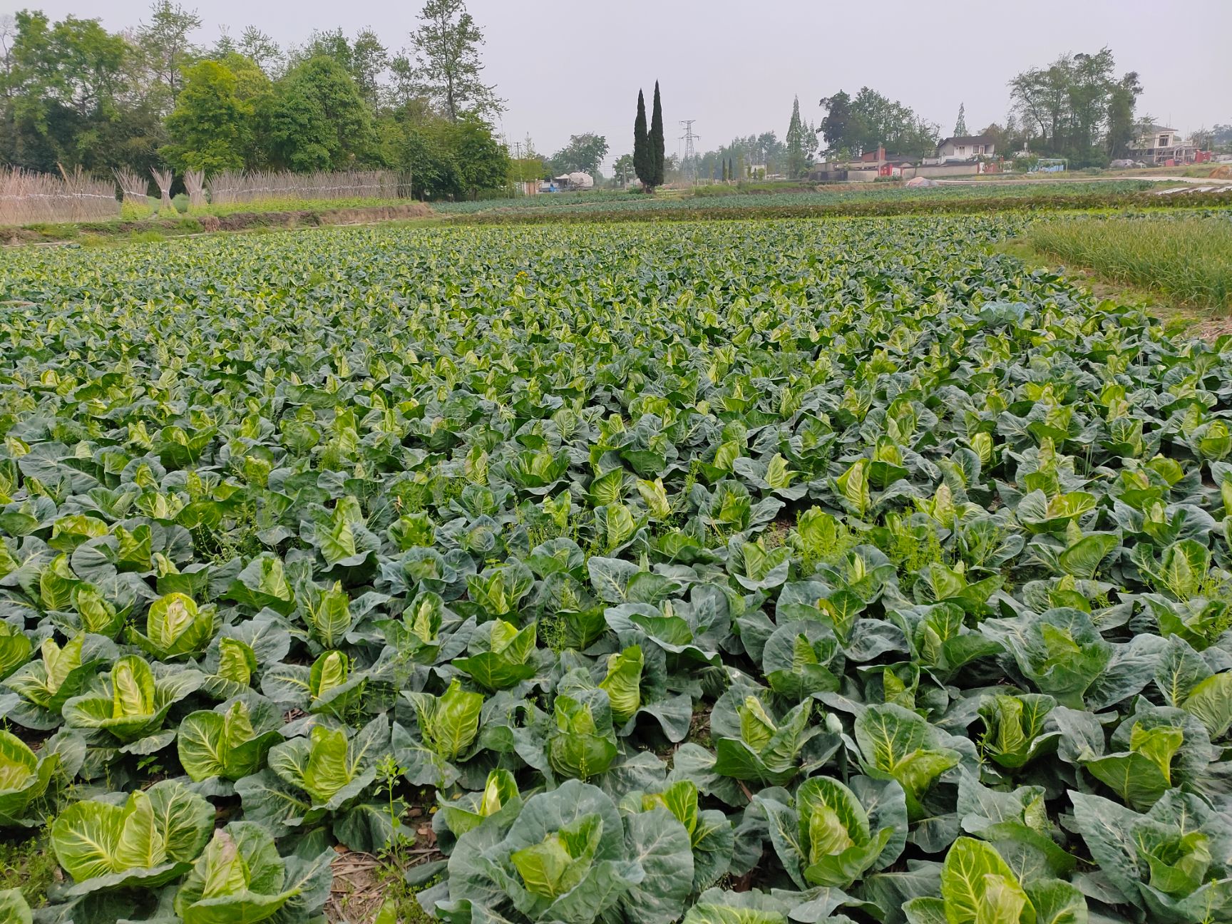 包菜 鸡心莲白,中华神菜,质优量大,发货速度