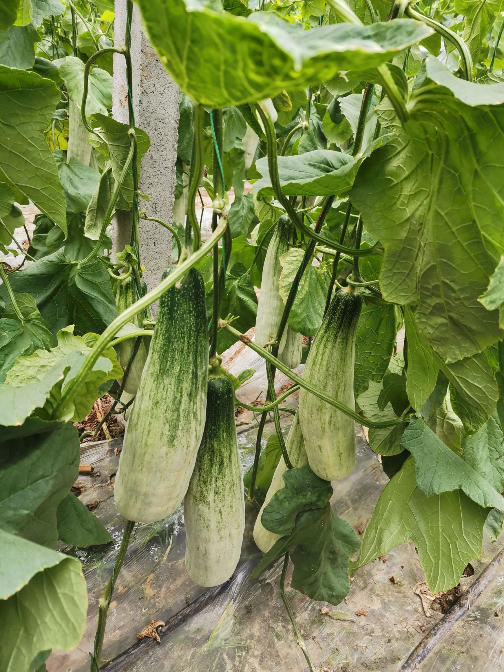 羊角蜜甜瓜 羊角蜜二茬 价格便宜 地头交易