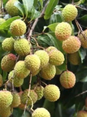 广西钦州灵山县 观音绿荔枝苗 七天内行情趋势图