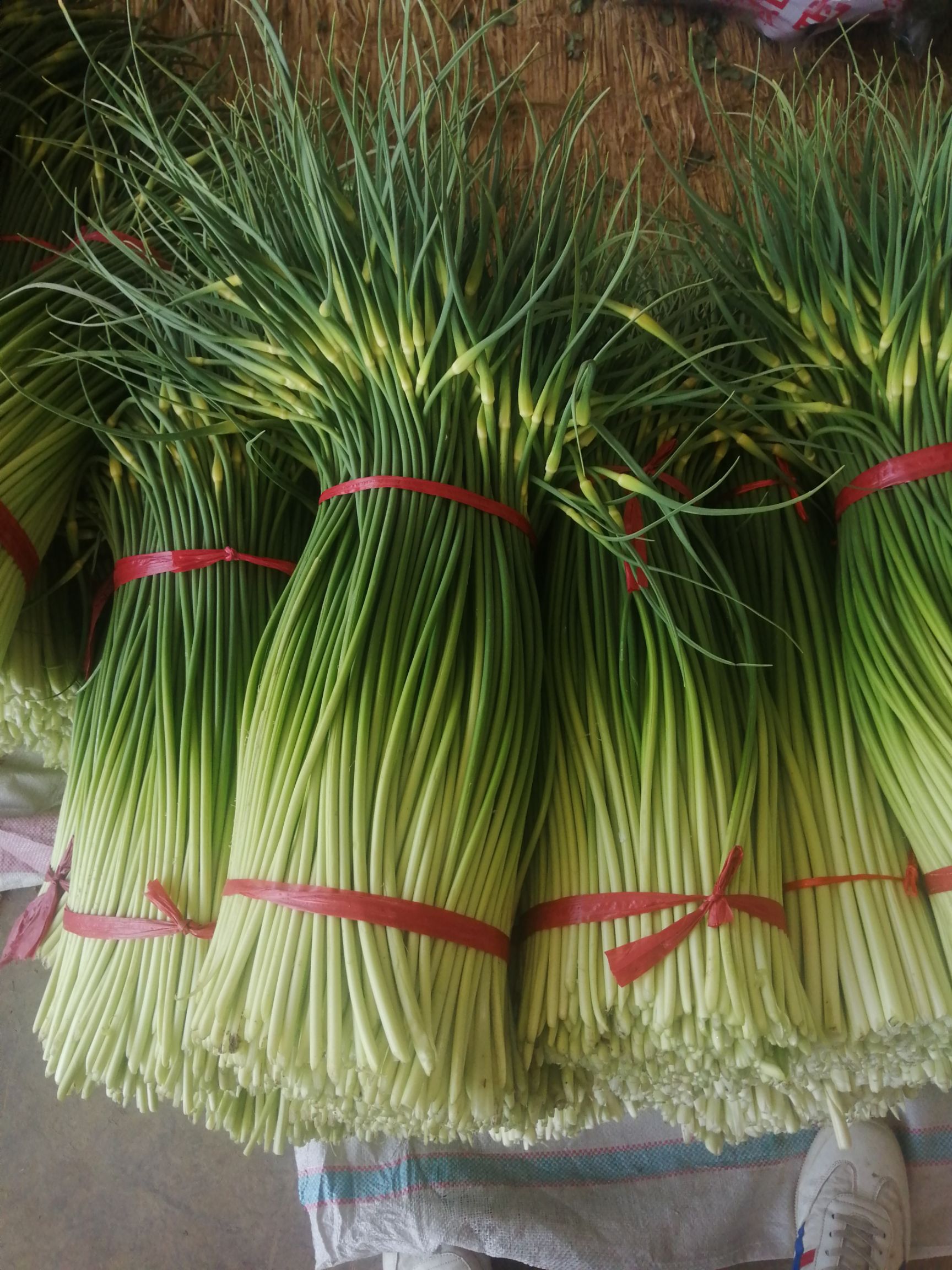 金乡蒜苔大量上市