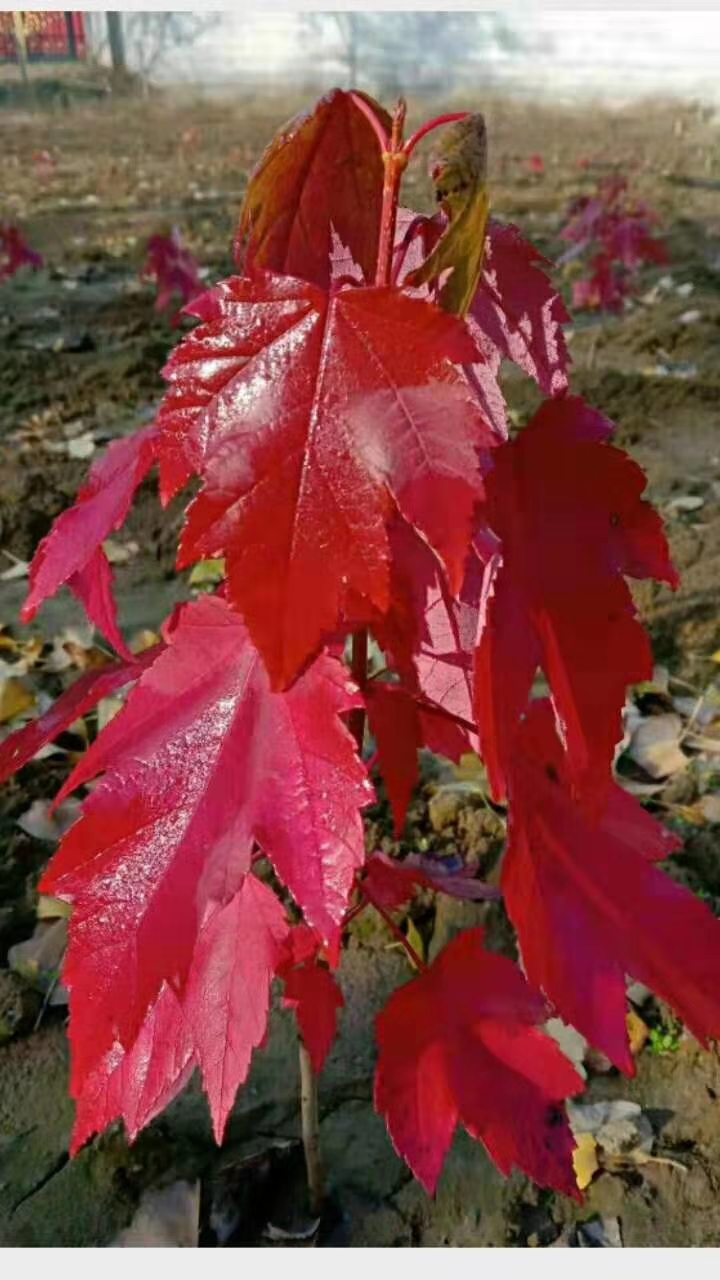 美国红枫 红冠红枫芽苗