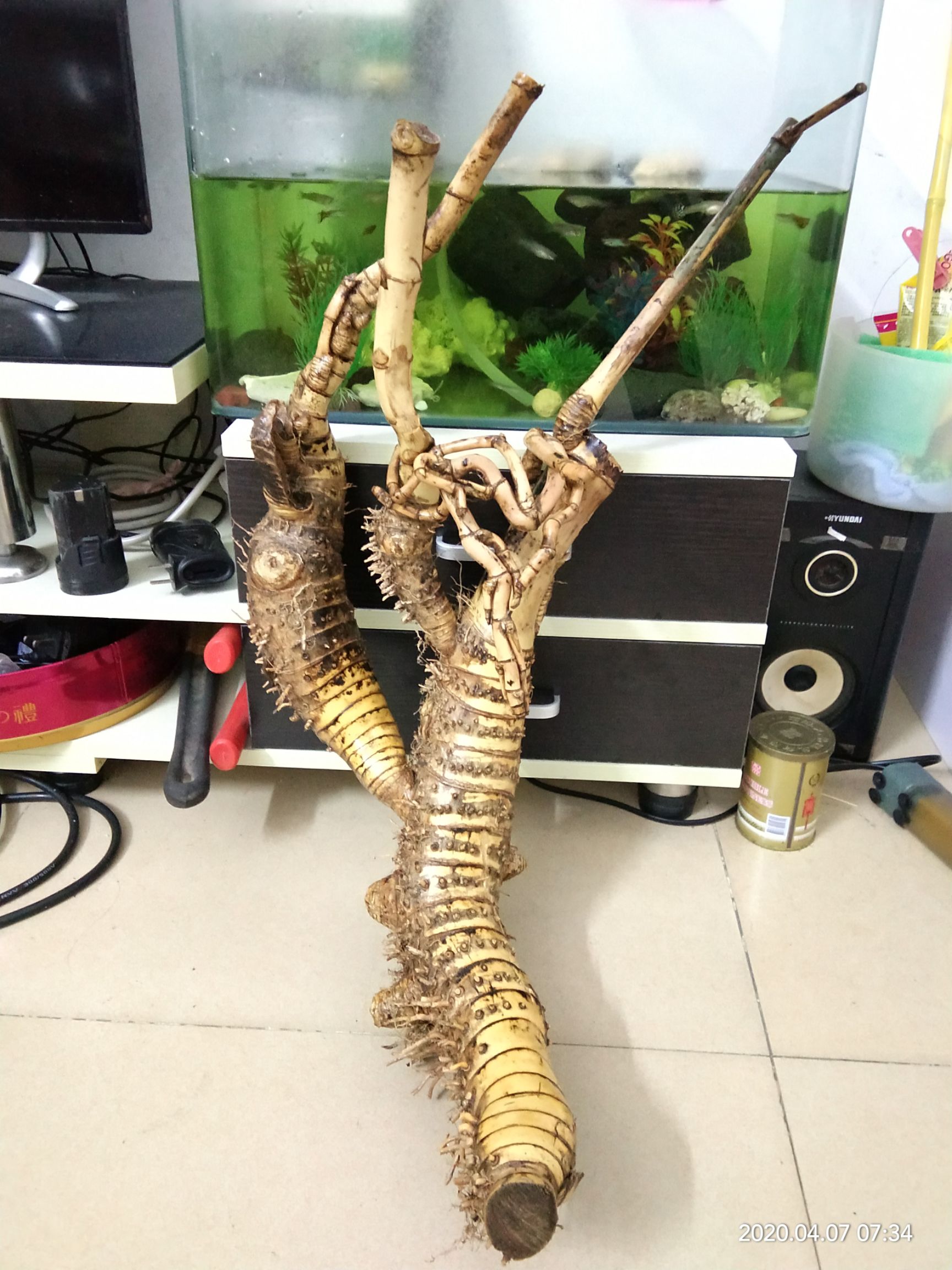 景观盆栽 大量小叶簕竹,竹盆景原桩,准桩,成品批发.欢迎盆友们采购!