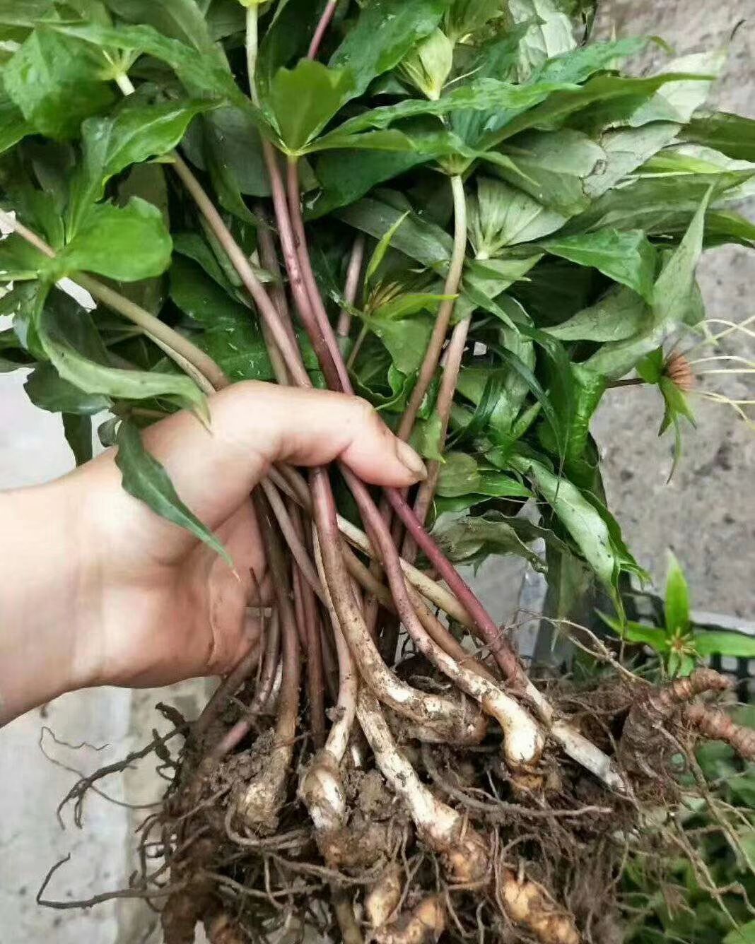 重楼苗 大量提供 需要的抓紧时间了啊