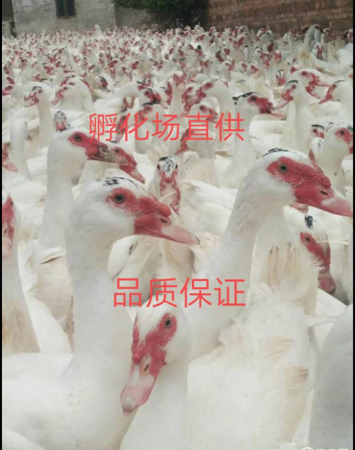 [番鸭苗批发]番鸭苗 云南正宗大种白火鸭苗,可达13斤