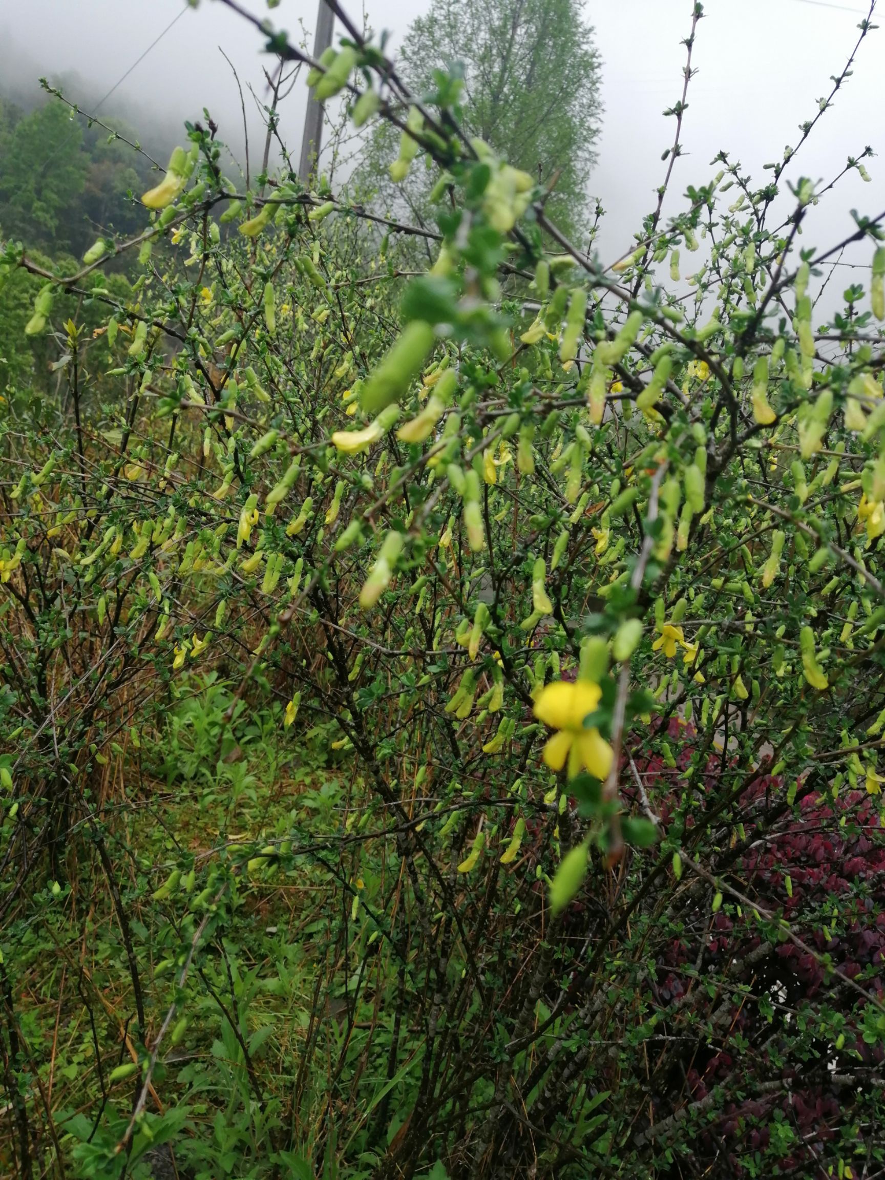 [金雀花批发]金雀花 阳雀花苗价格10元/棵 - 惠农网