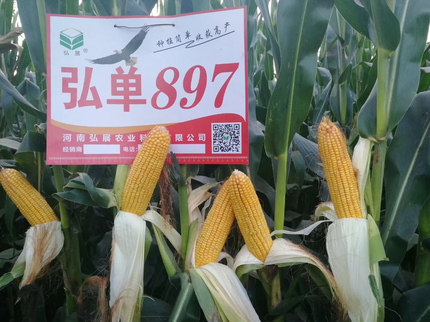 [弘单897玉米种子批发]弘单897玉米种子 超高产抗病抗