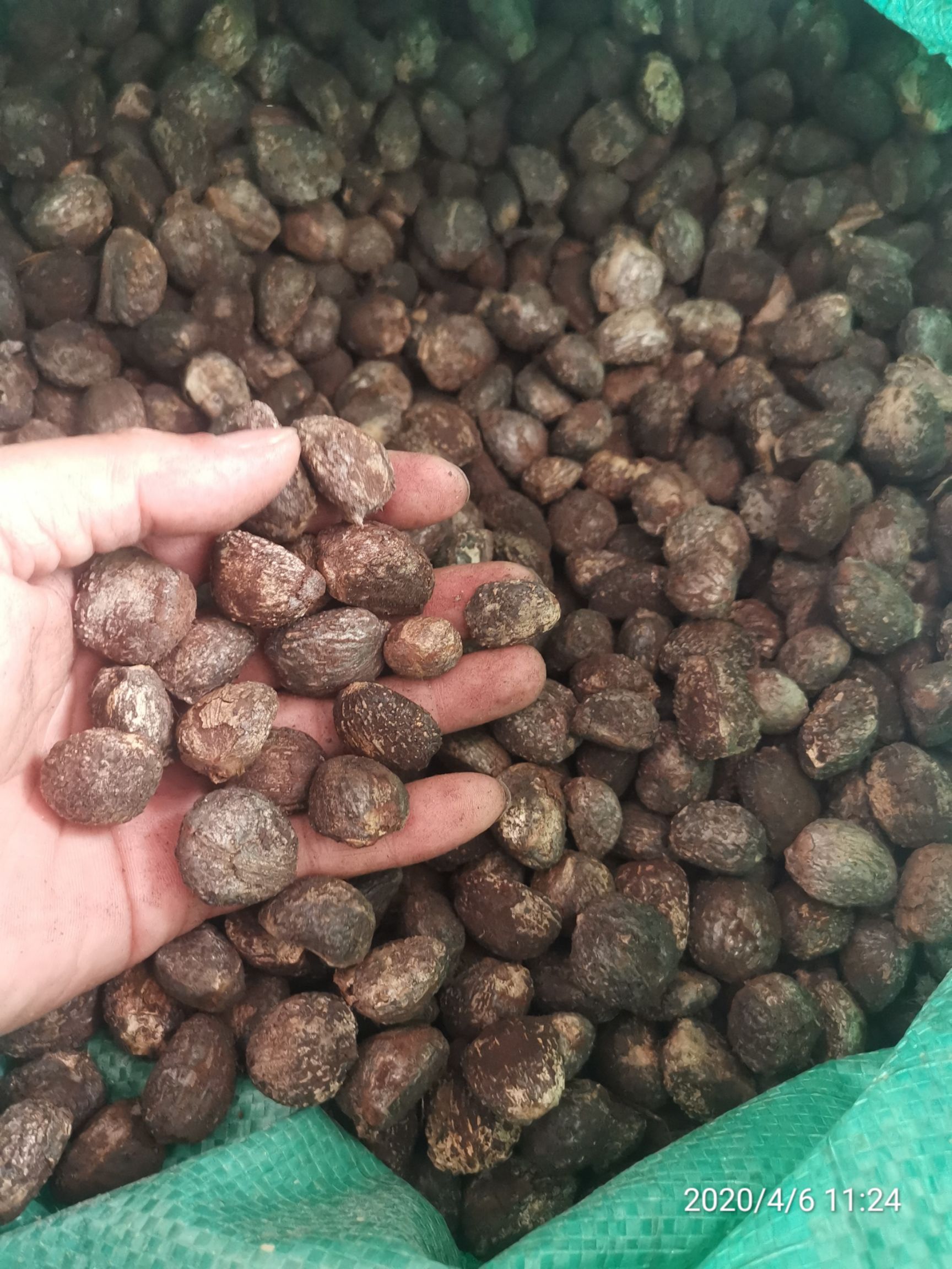 [桐籽批发] 油桐籽价格5.8元/公斤 - 惠农网