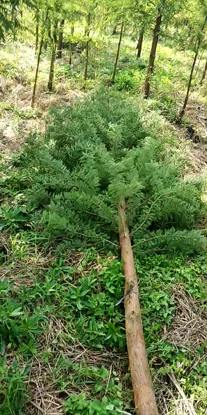 供应大厅  苗木花草  落羽杉 收藏 分享