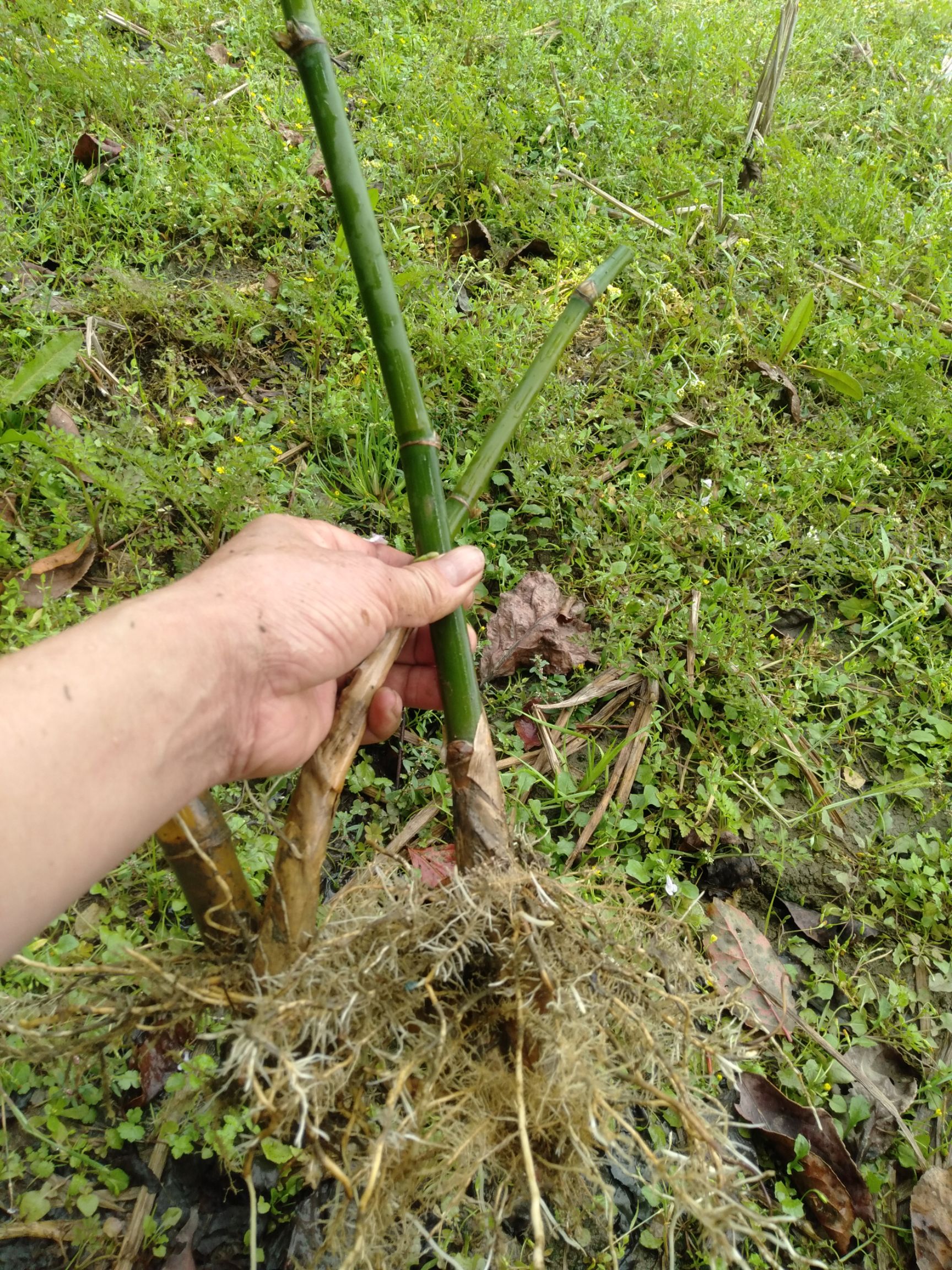 麻竹苗 