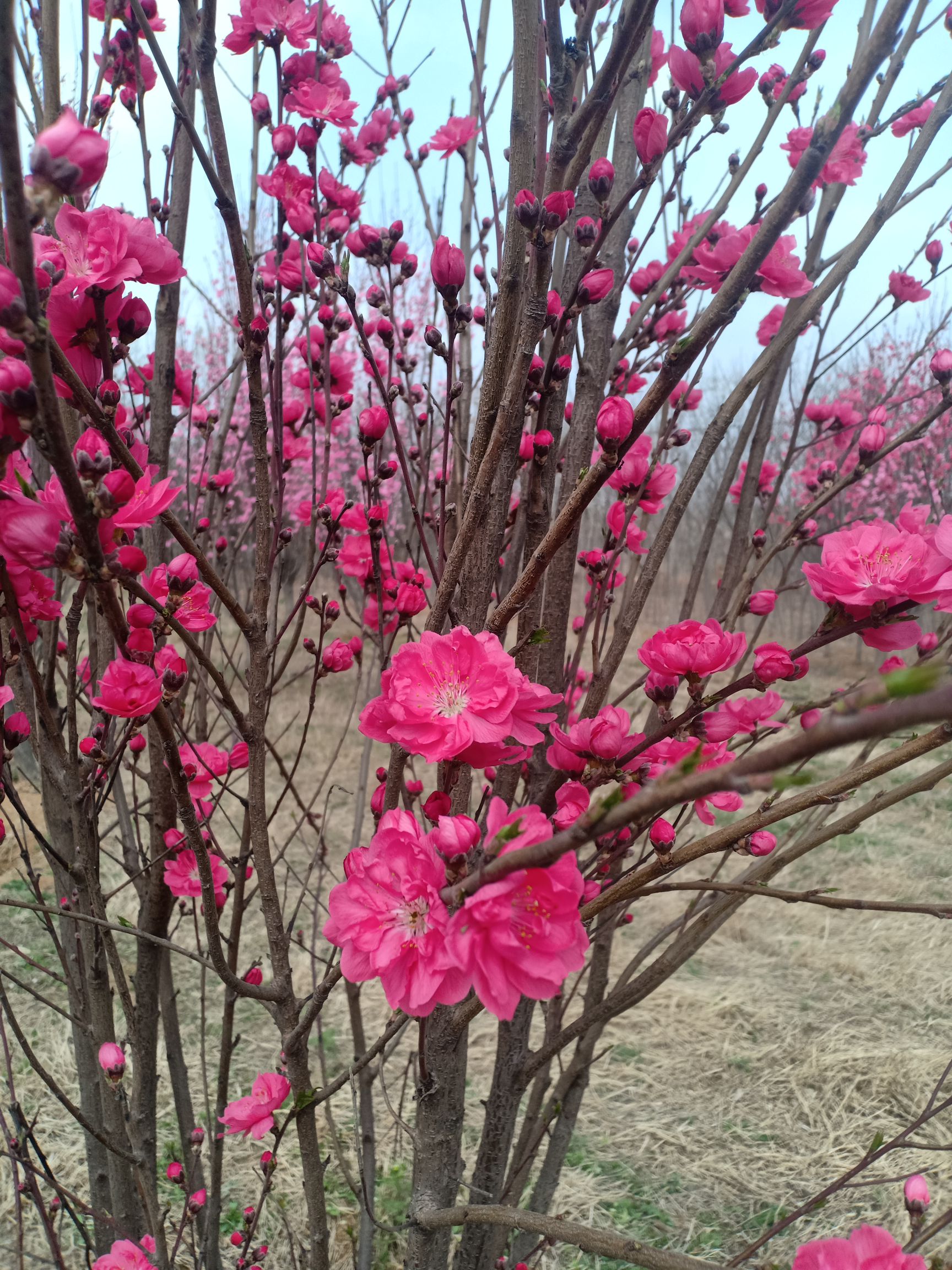 碧桃,红叶碧桃,龙柱碧桃,菊花碧桃,杆直冠幅饱满,基地直销