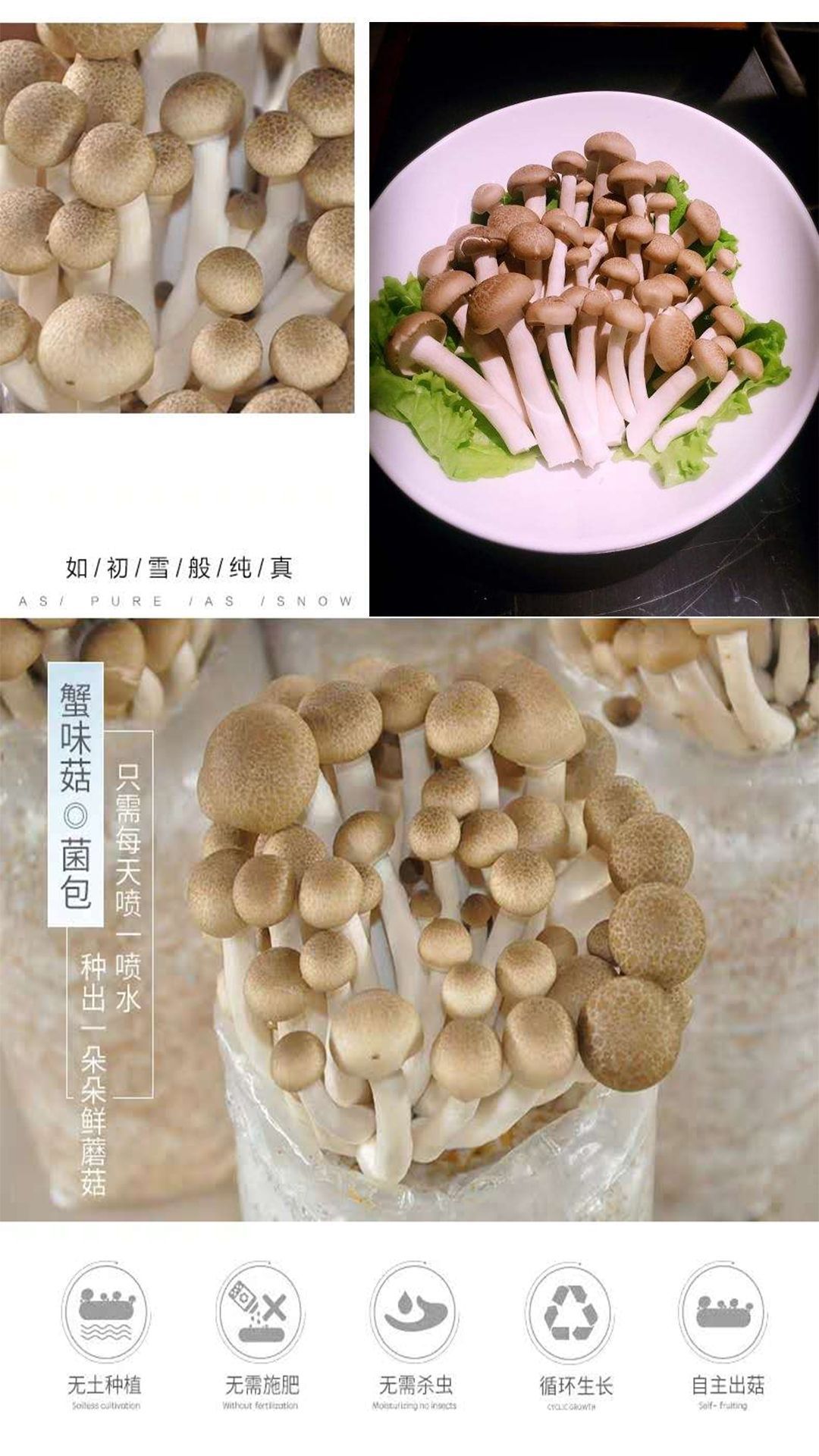 海鲜菇蟹味菇菌包蘑菇菌包菌种盆栽食用菌蘑菇种植菌包菌棒