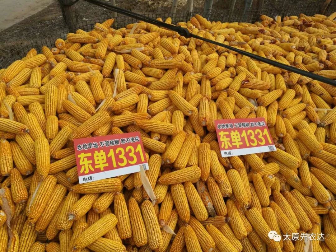 东单1331玉米种子 东单1331双国审玉米杂交高产品种
