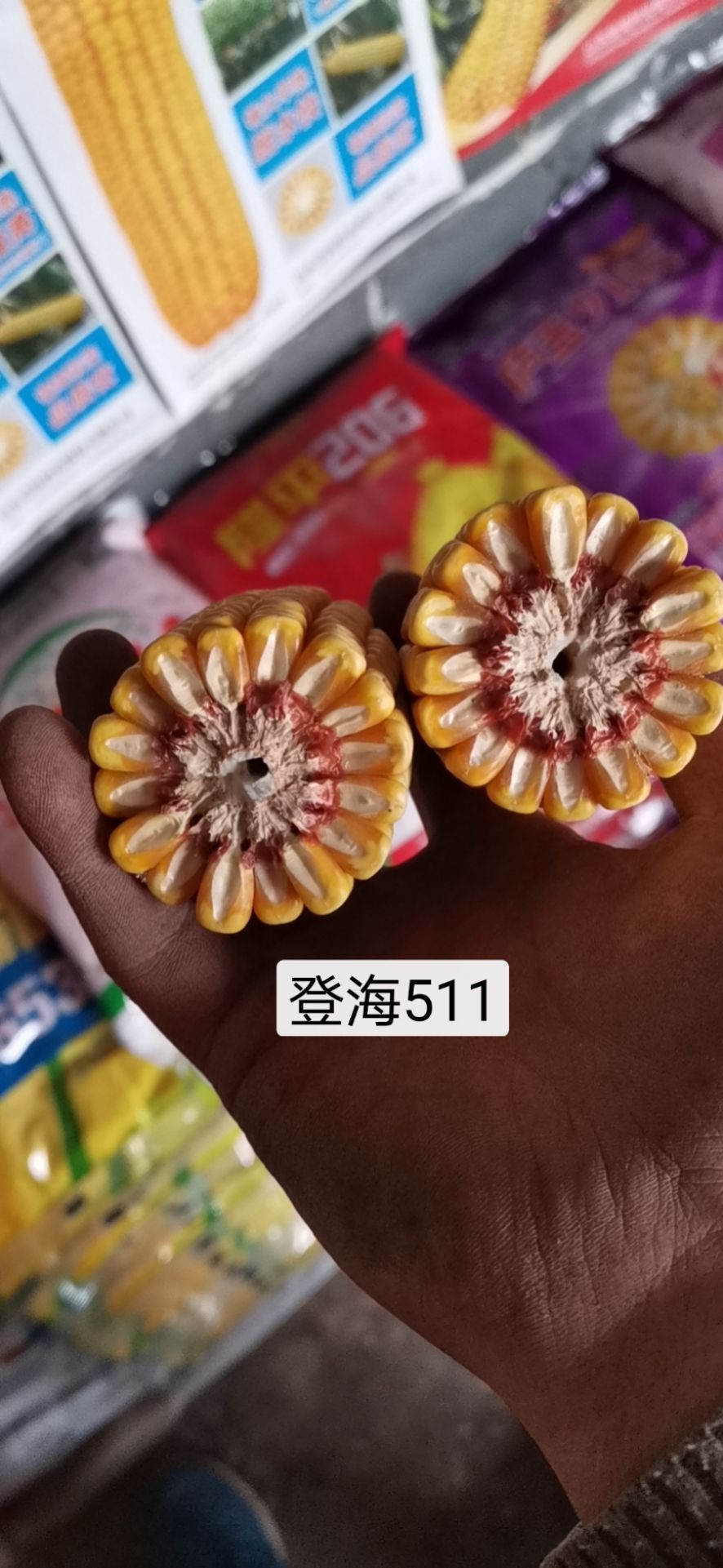 登海511玉米种子 山东登海种业登海511玉米杂交玉米种