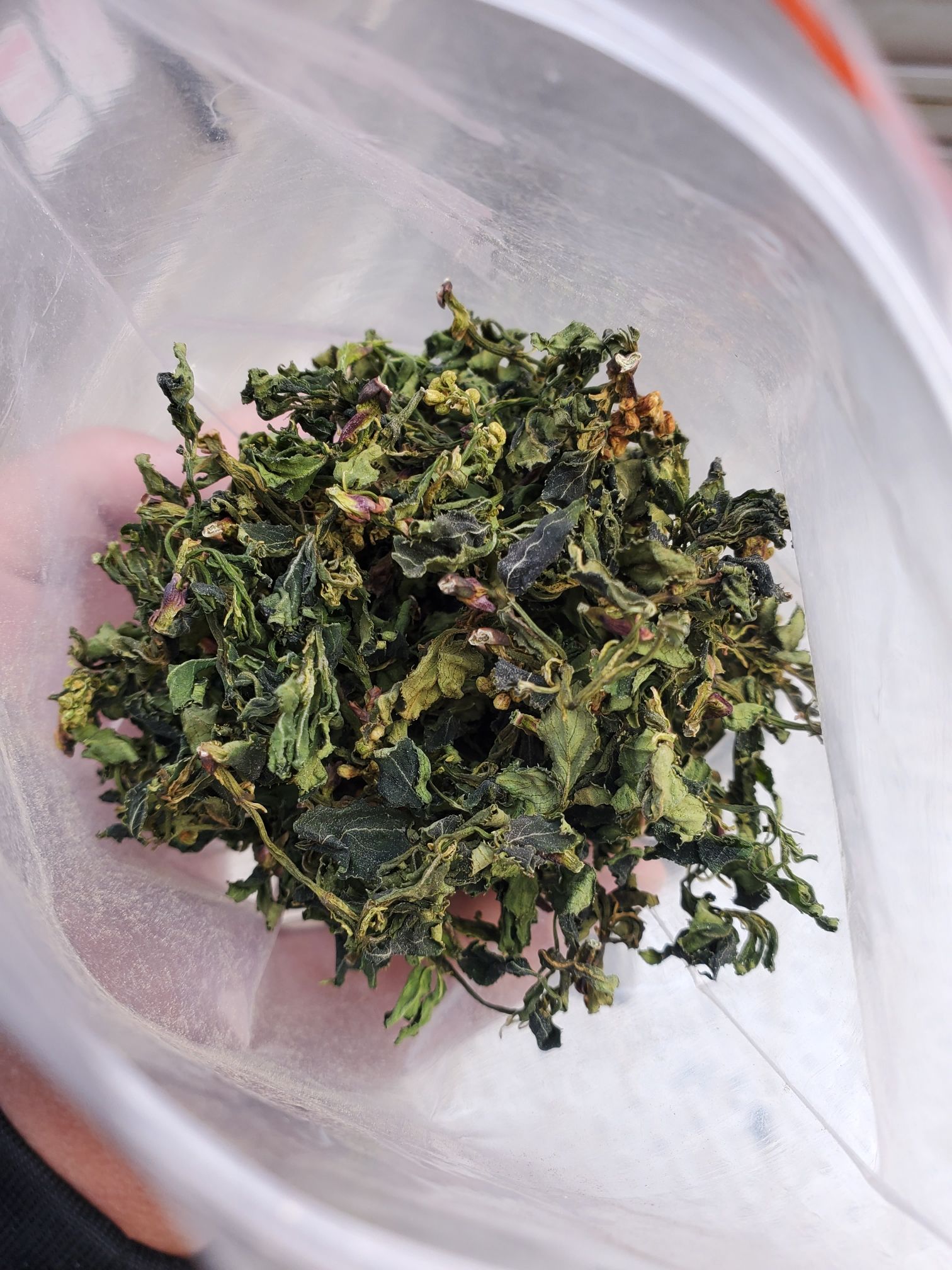 珍珠花菜 珍珠花