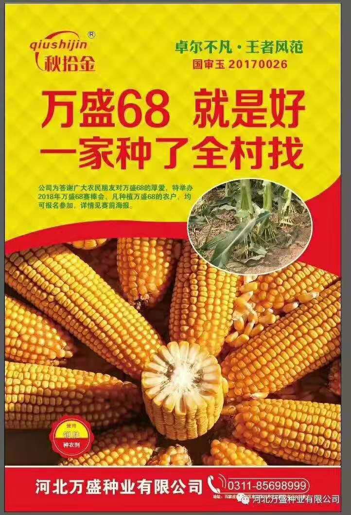 万盛68玉米种子