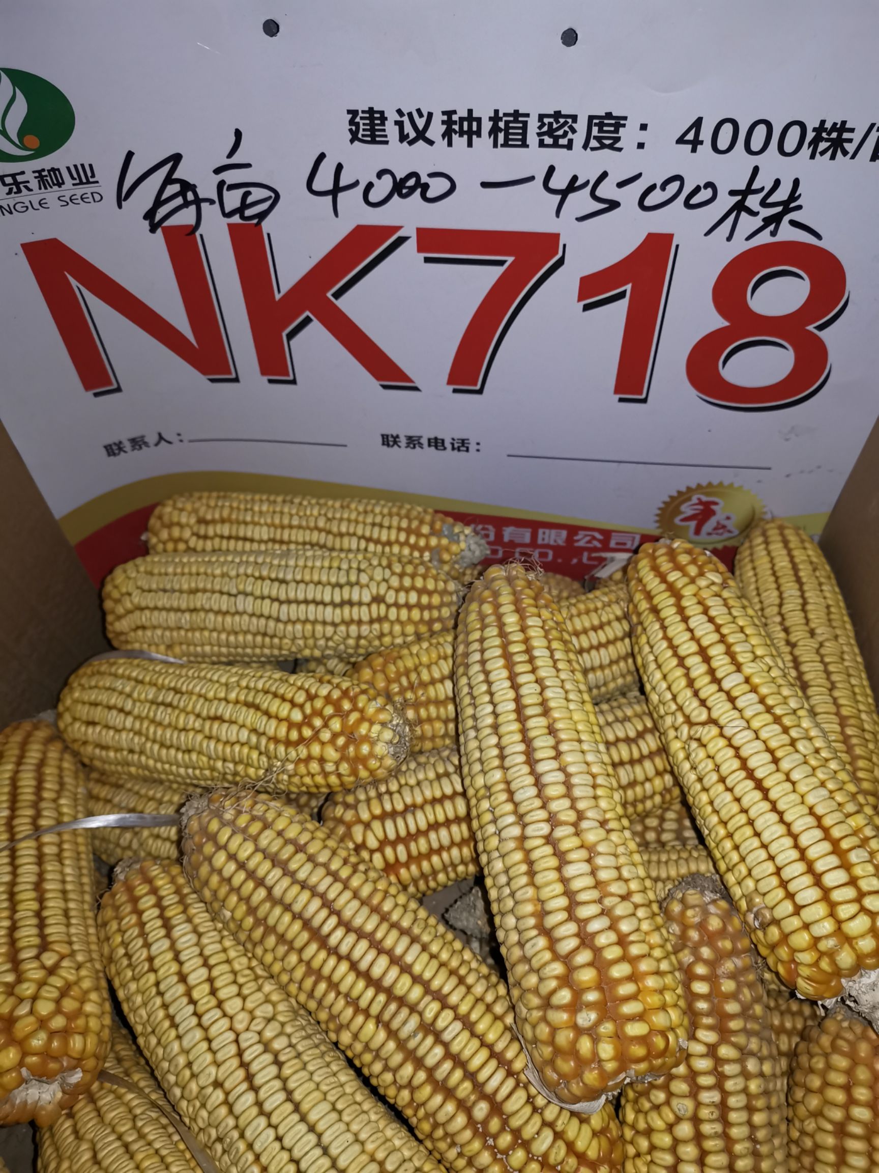 玉米种子 丰乐nk718高产玉米种