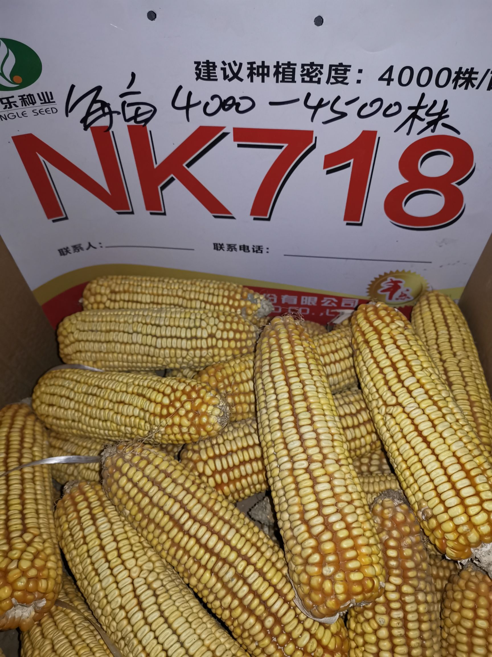 玉米种子丰乐nk718高产玉米种