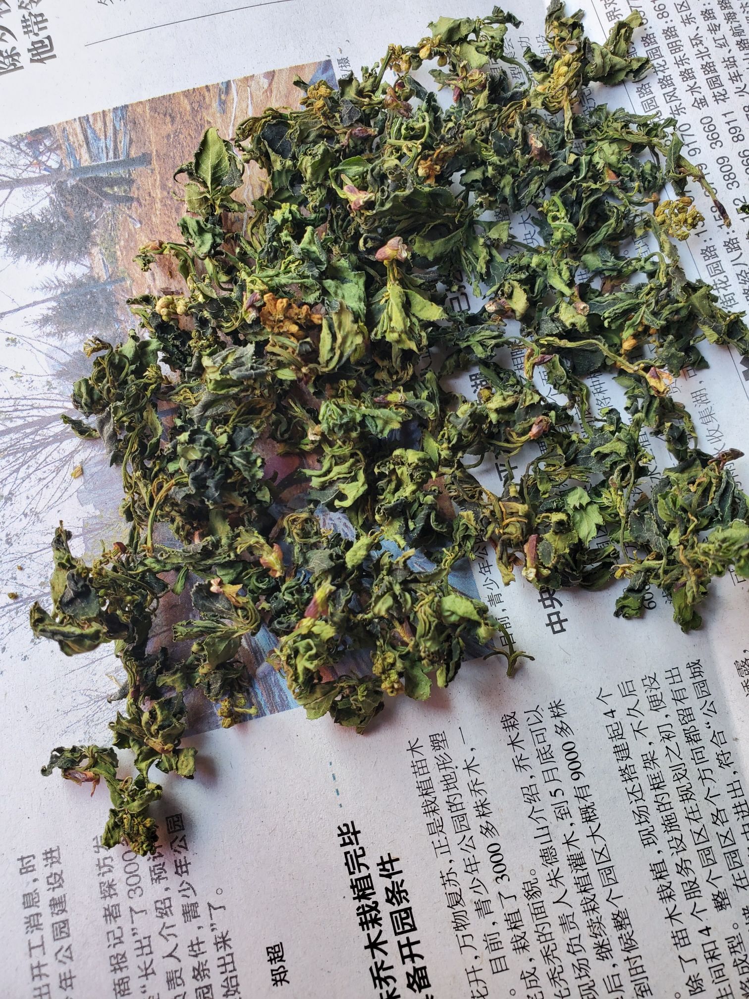 珍珠花菜 珍珠花