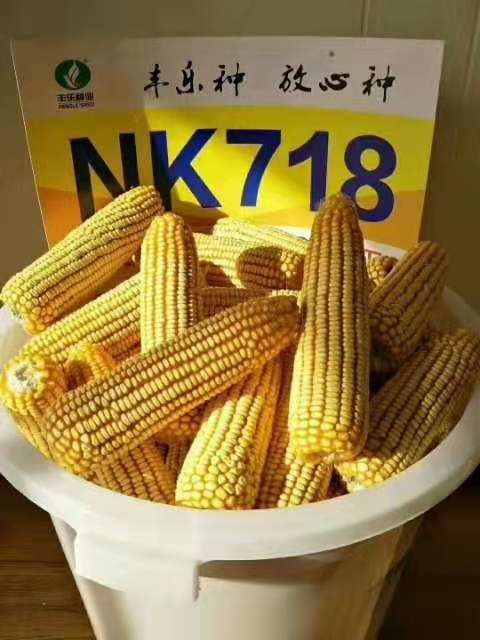 玉米种子 丰乐nk718高产玉米种