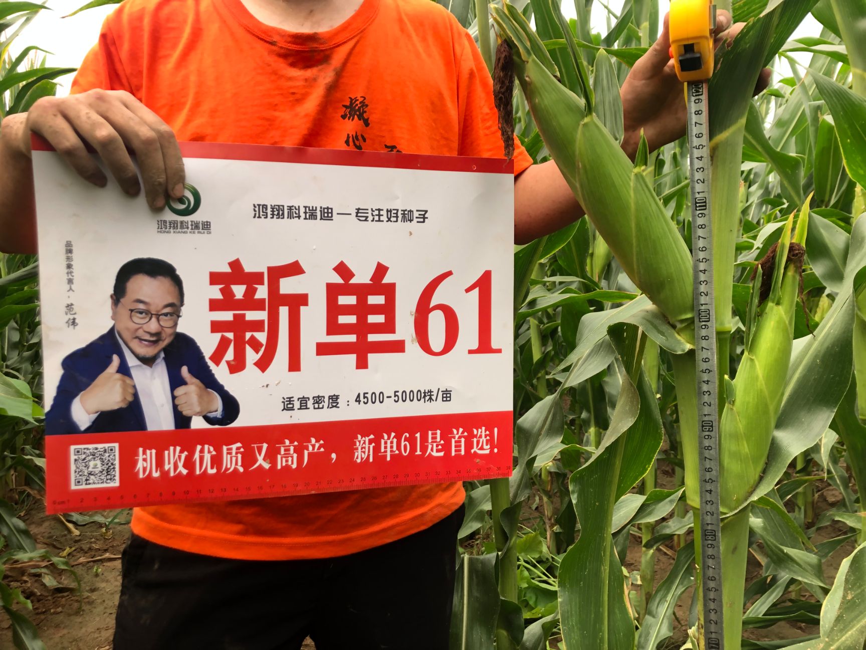 玉米种子 鸿翔种业黄水晶新单61玉米杂交玉米种