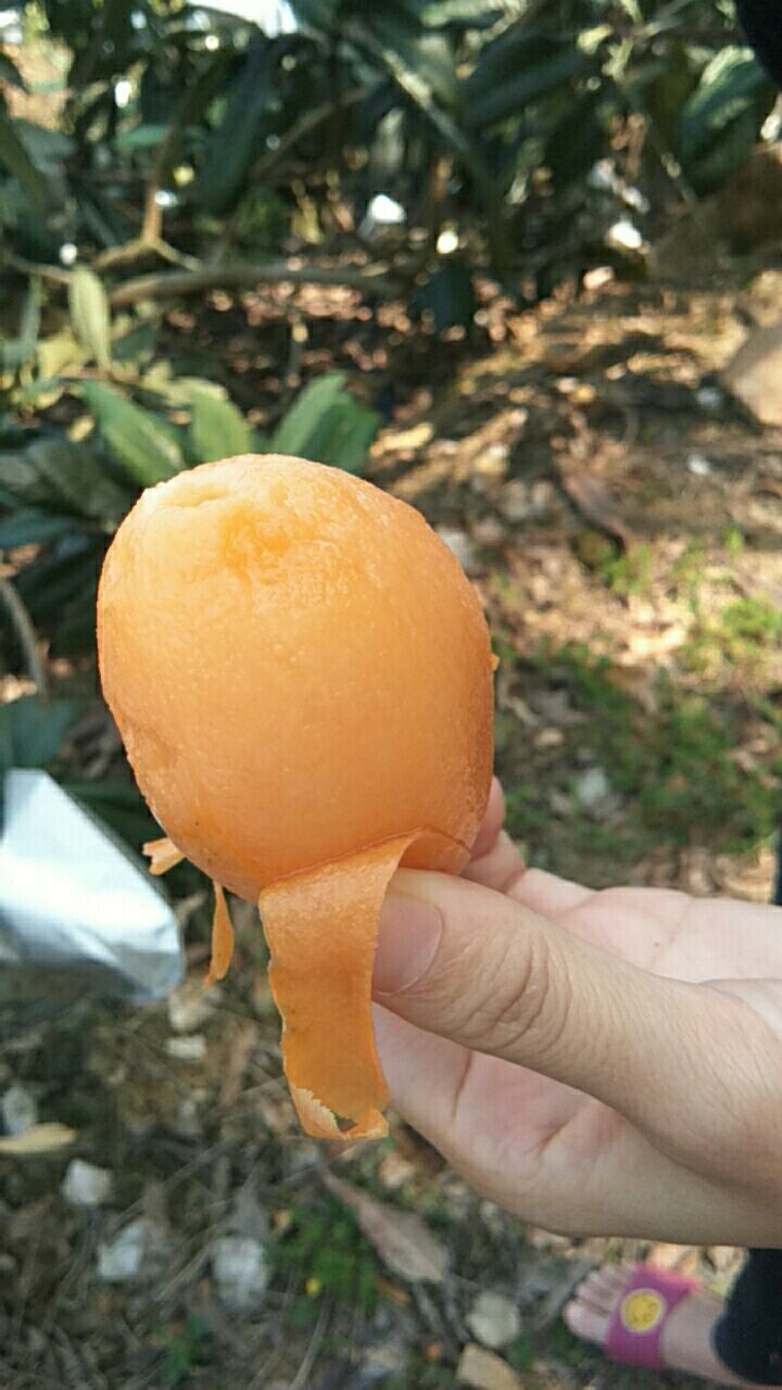 [云霄枇杷批发] 大钟枇杷,来吧,靓果,大山里的,口感也好价格6元/斤