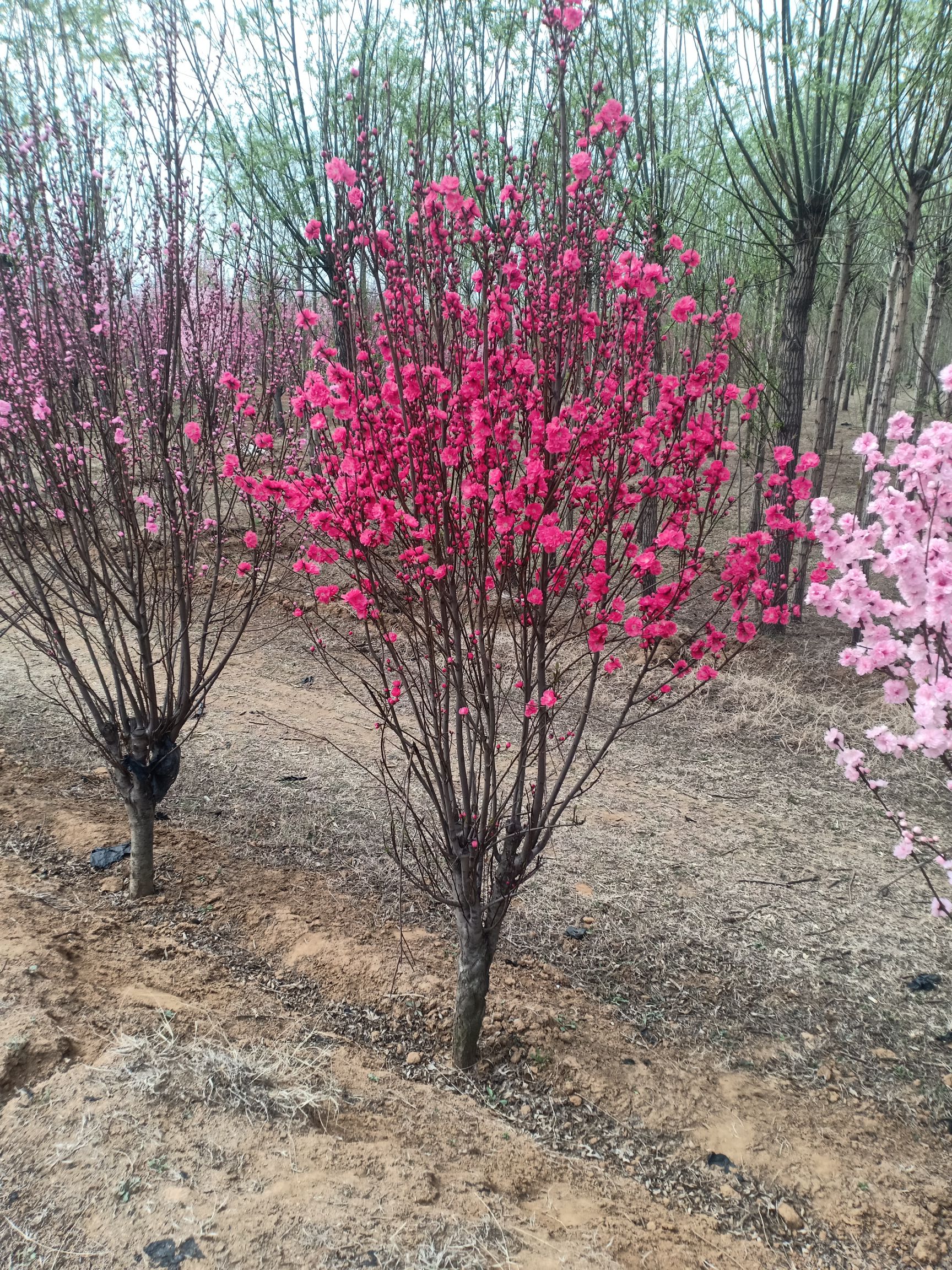 碧桃,红叶碧桃,龙柱碧桃,菊花碧桃,杆直冠幅饱满,基地直销