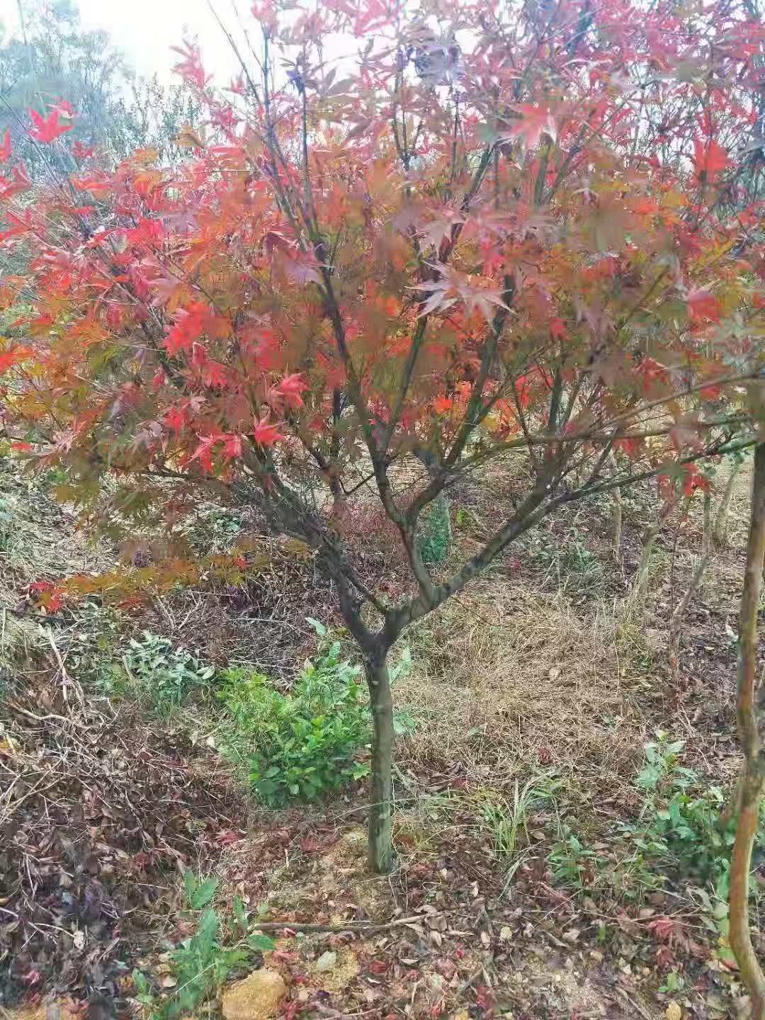 日本红枫红舞姬 红枫